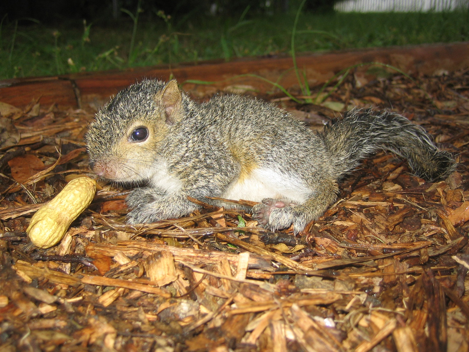 Cute Baby Squirrel Wallpapers