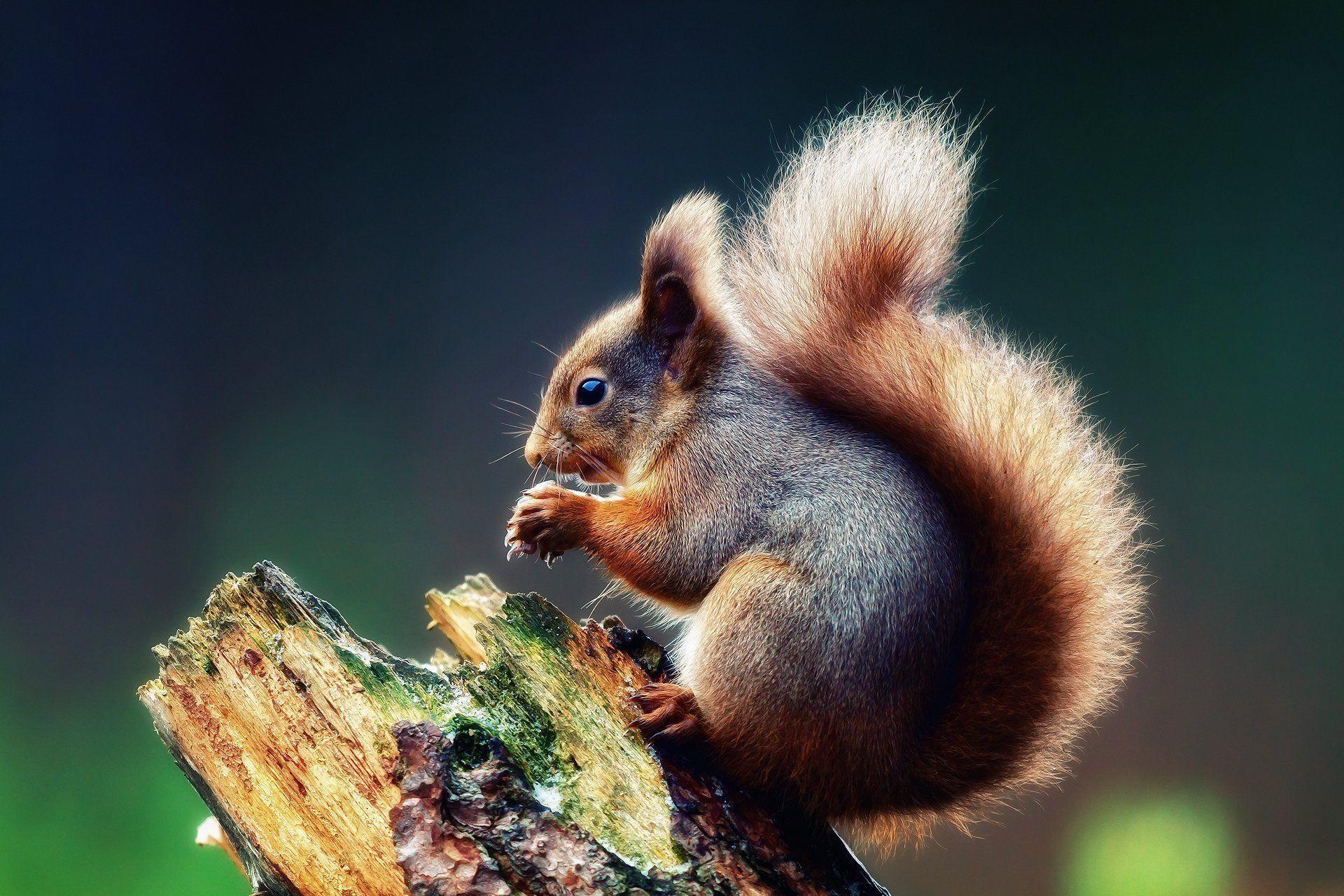 Cute Baby Squirrel Wallpapers