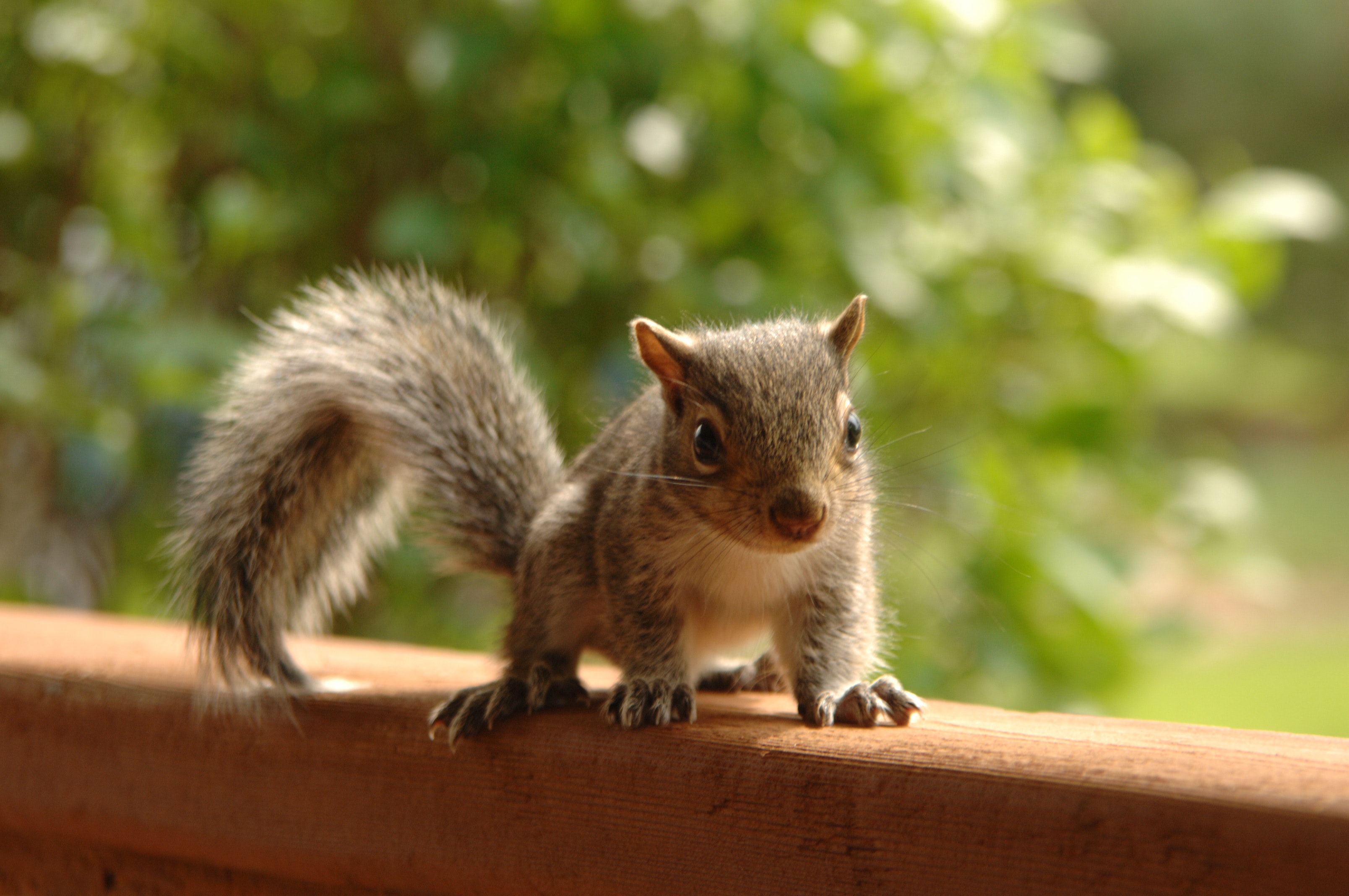 Cute Baby Squirrel Wallpapers