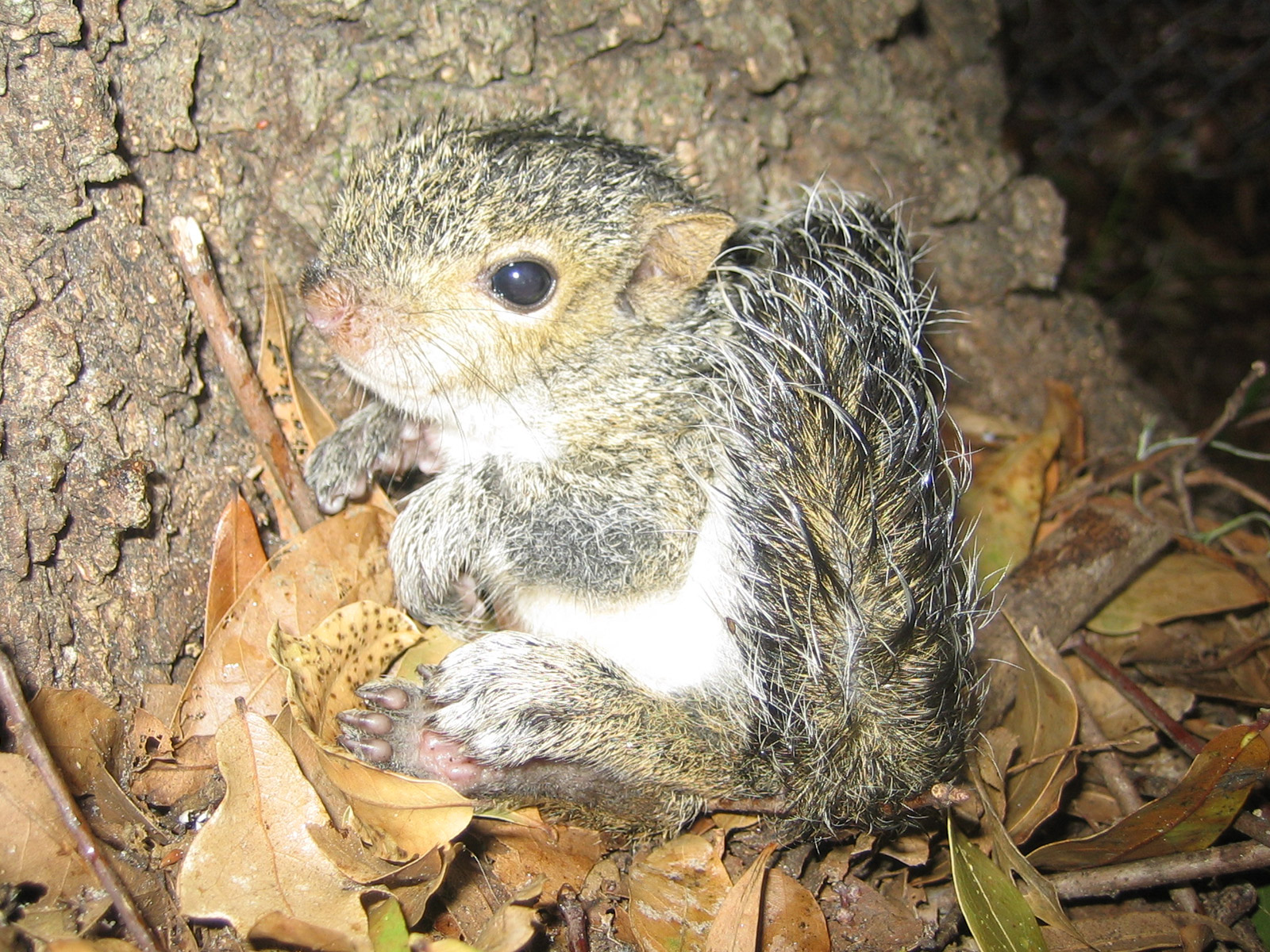 Cute Baby Squirrel Wallpapers