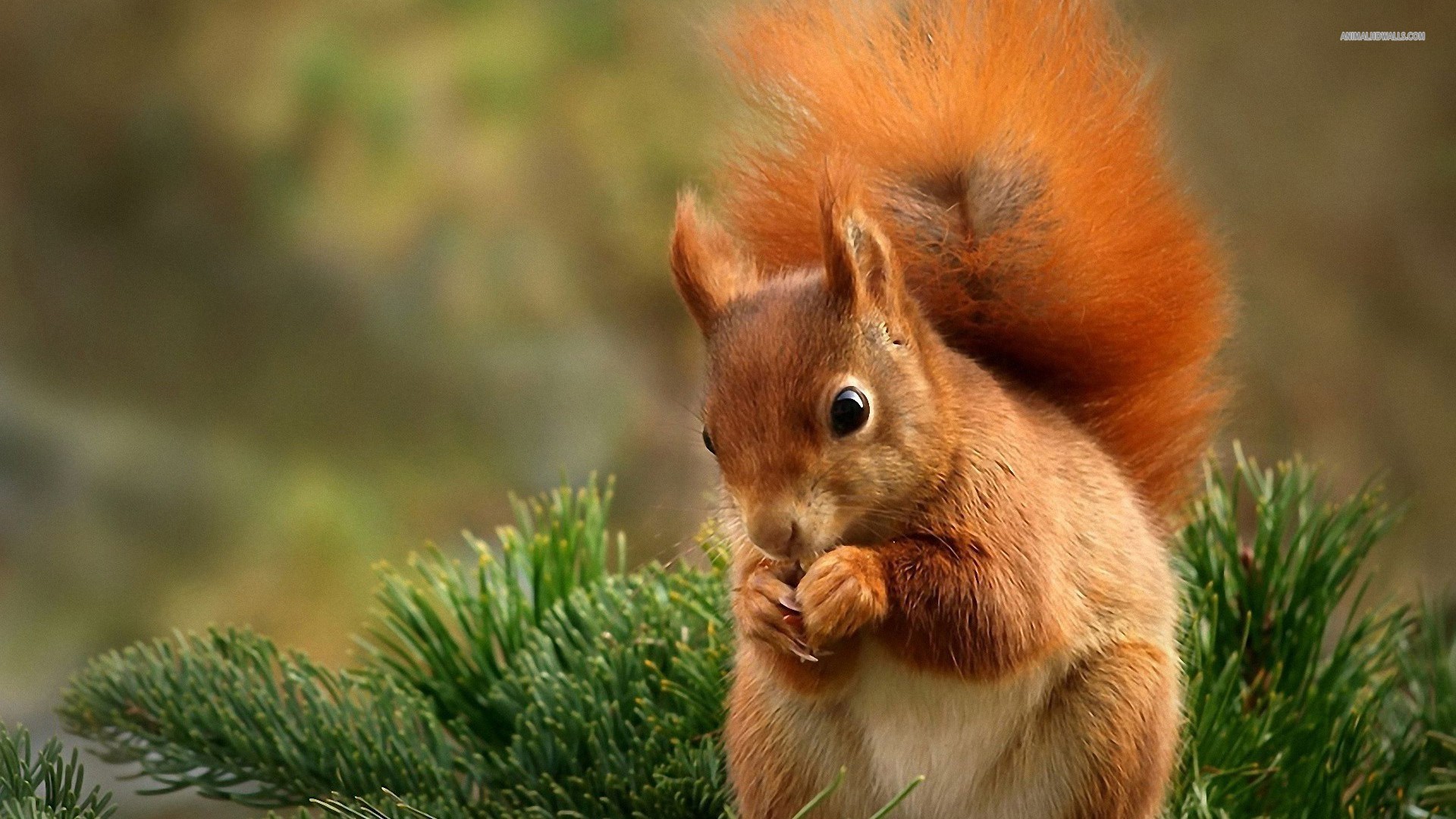 Cute Baby Squirrel Wallpapers