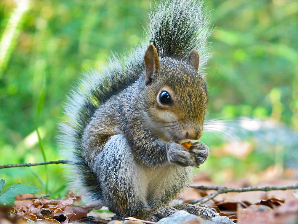 Cute Baby Squirrel Wallpapers