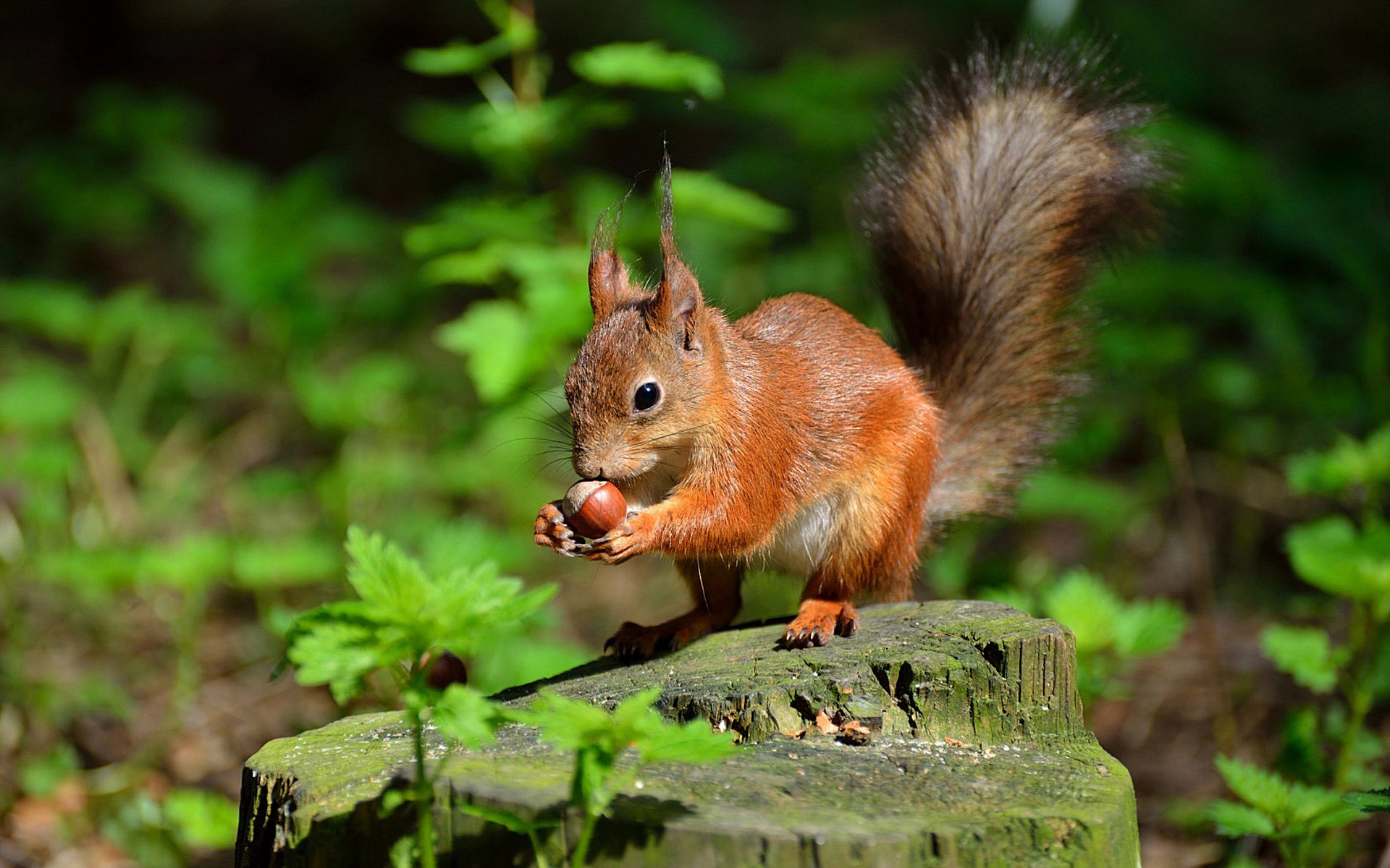 Cute Baby Squirrel Wallpapers