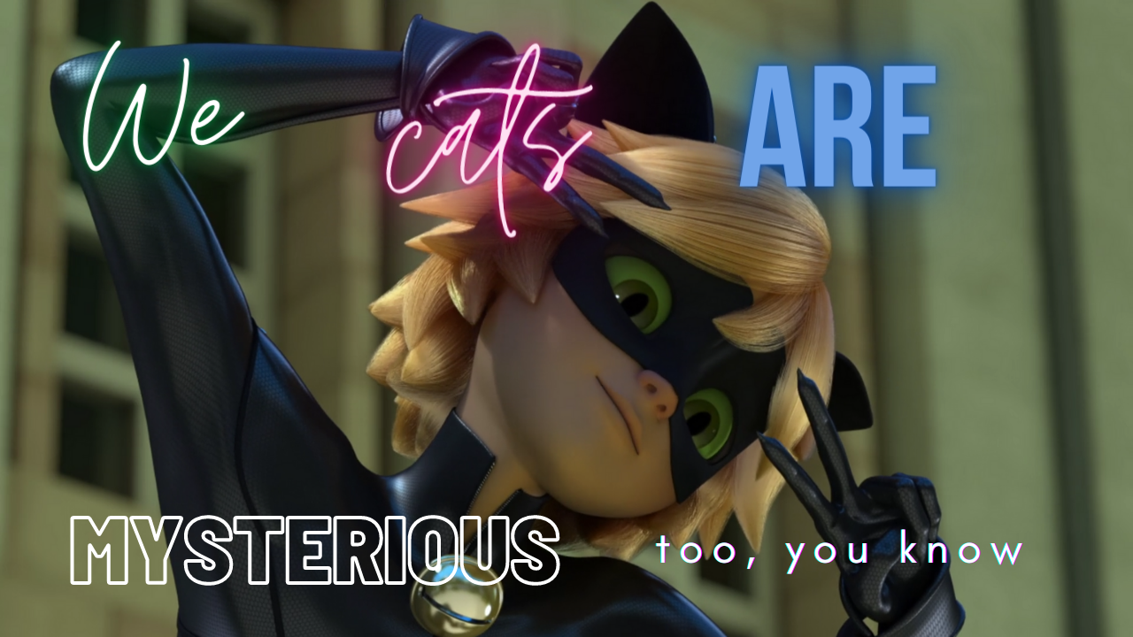 Cute Cat Noir Wallpapers