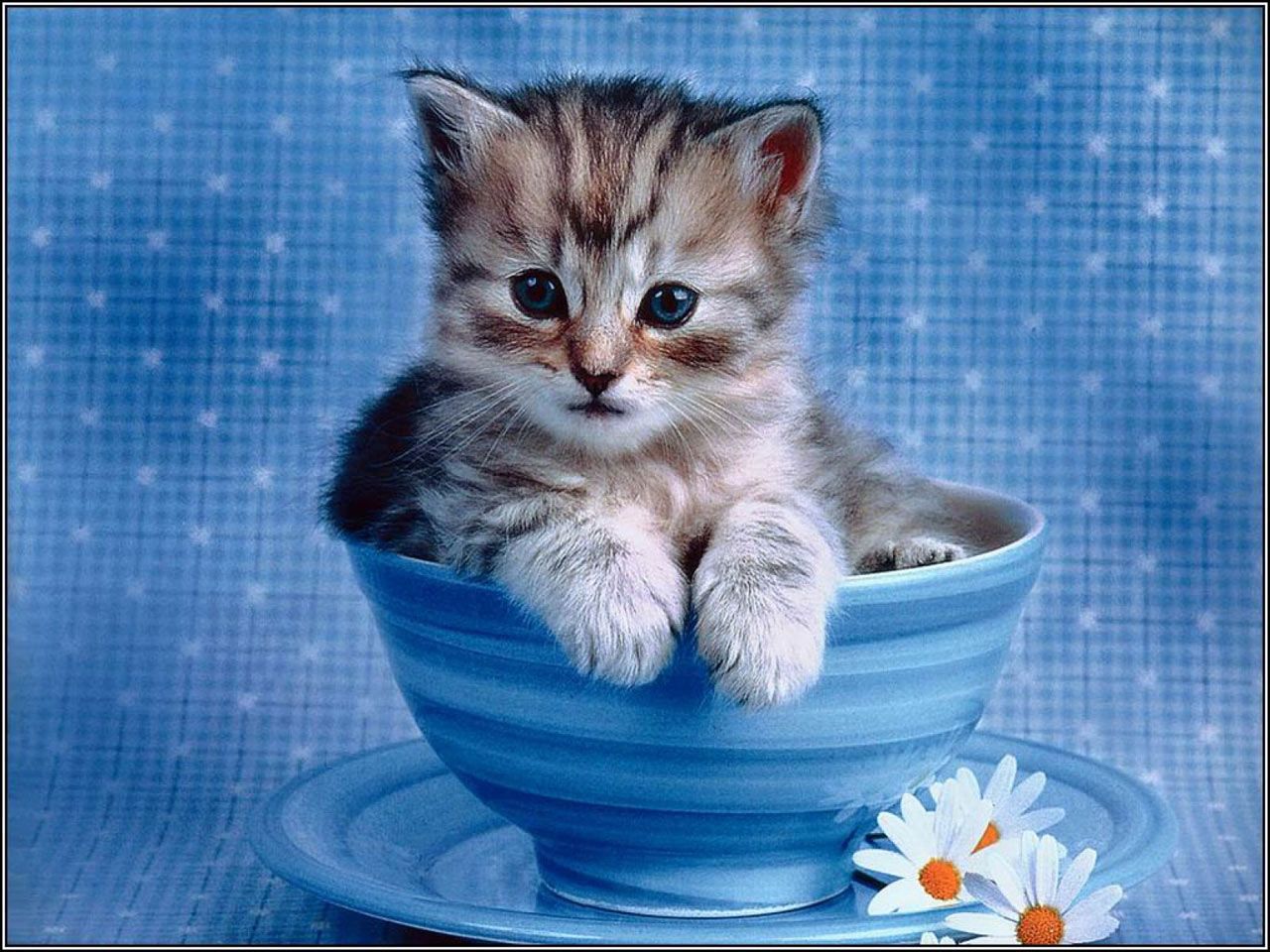 Cute Cat Screensavers Wallpapers