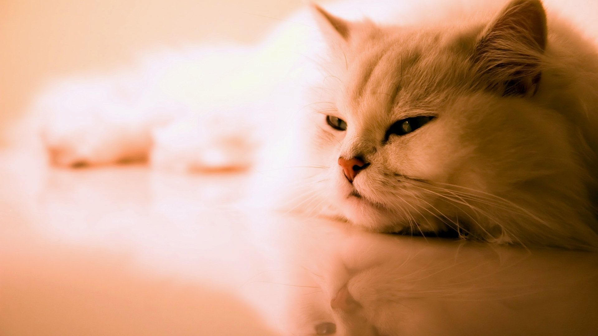 Cute Cat Screensavers Wallpapers