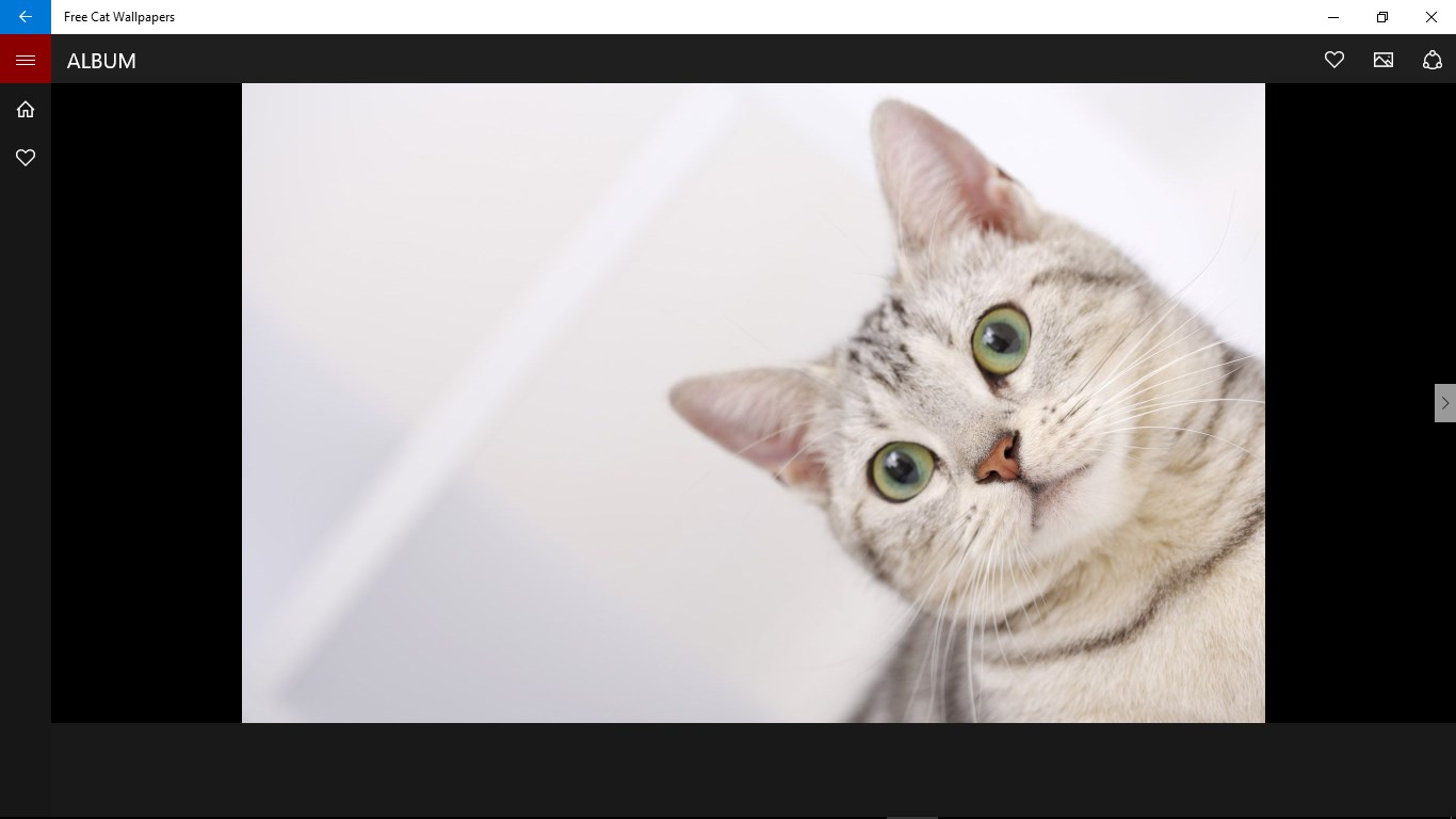 Cute Cat Screensavers Wallpapers