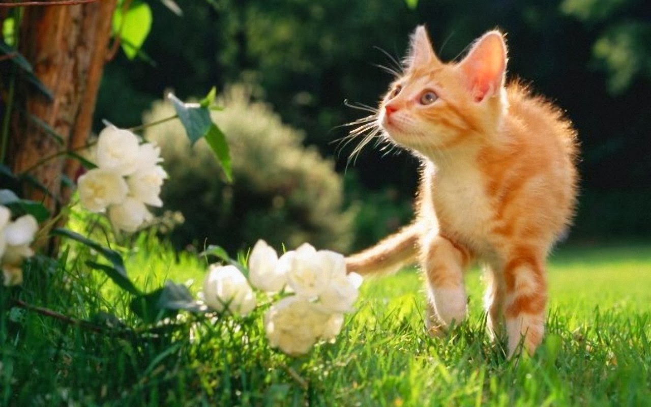 Cute Cat Screensavers Wallpapers