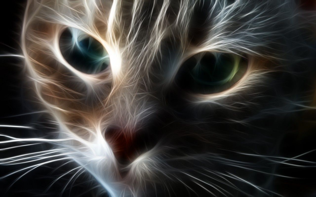 Cute Cat Screensavers Wallpapers