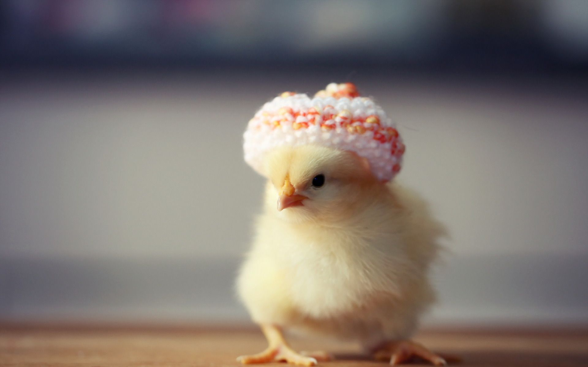 Cute Chicken Art Wallpapers