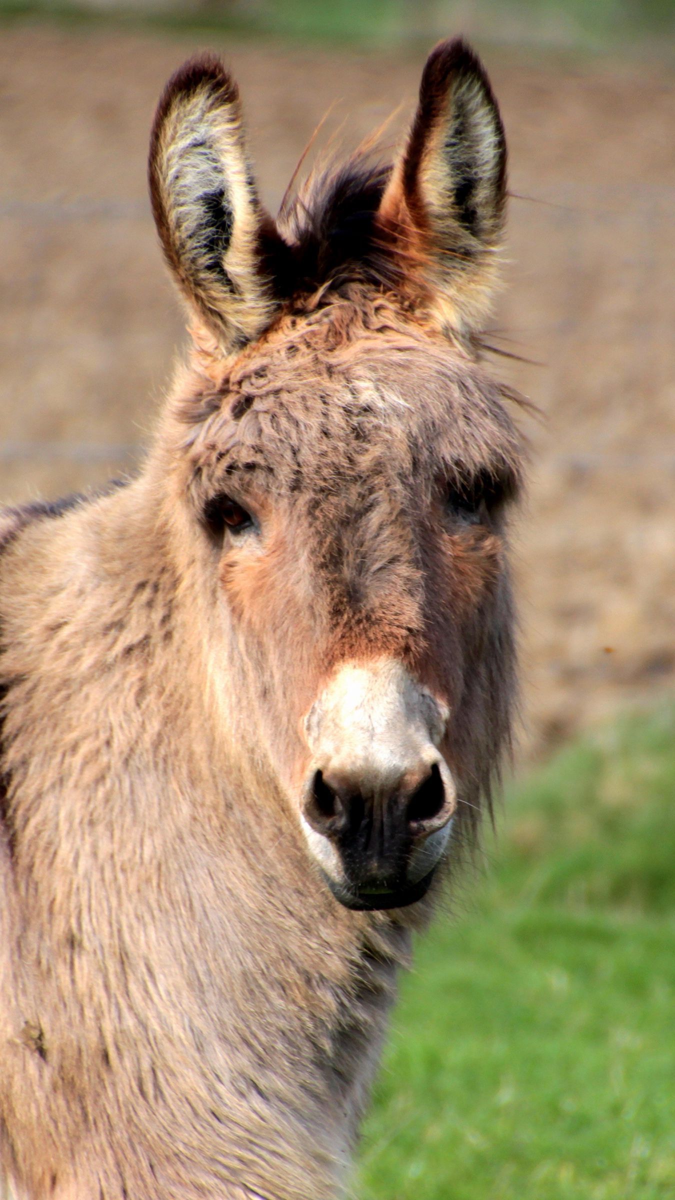 Cute Donkey Wallpapers