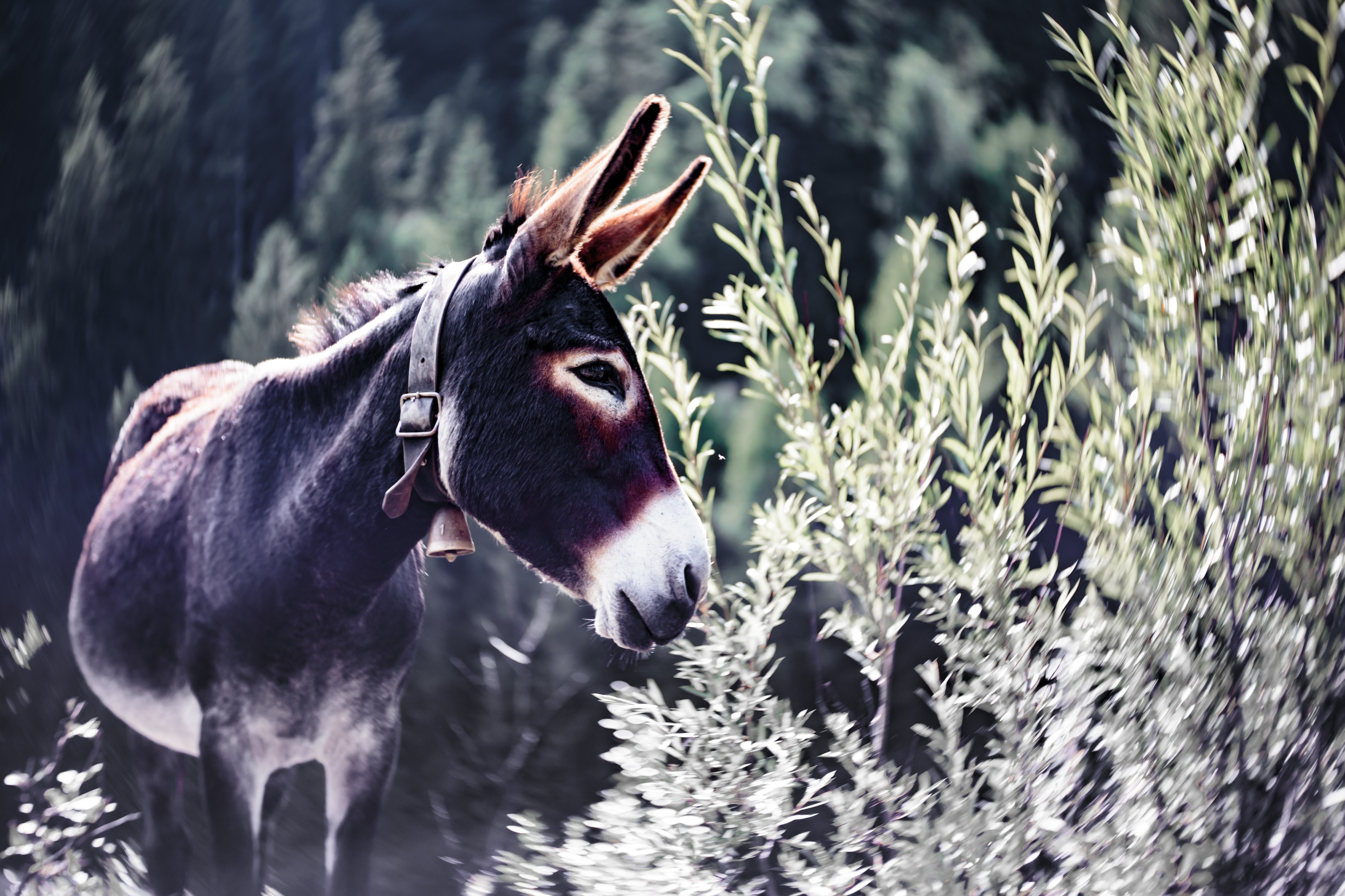 Cute Donkey Wallpapers