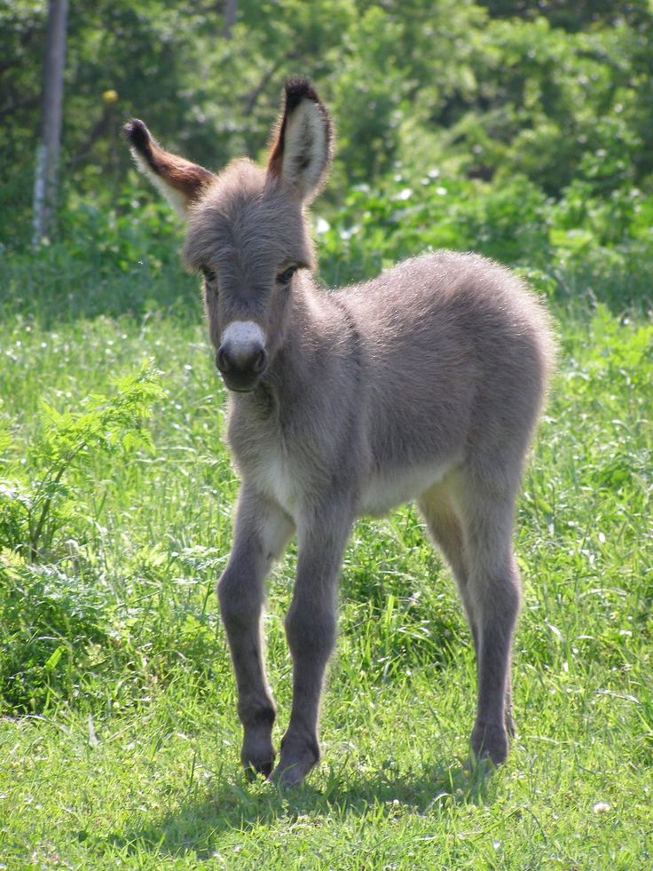 Cute Donkey Wallpapers