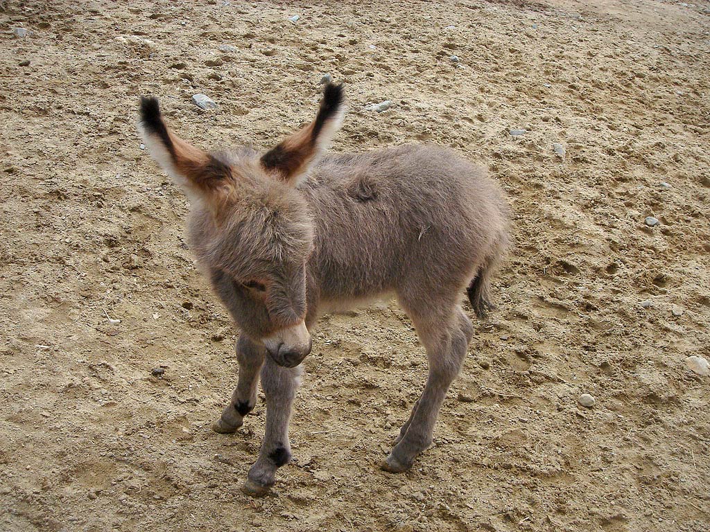 Cute Donkey Wallpapers