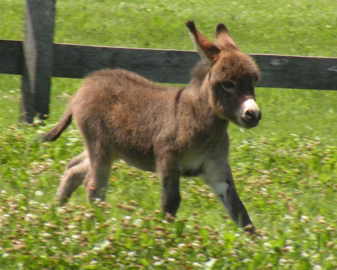 Cute Donkey Wallpapers