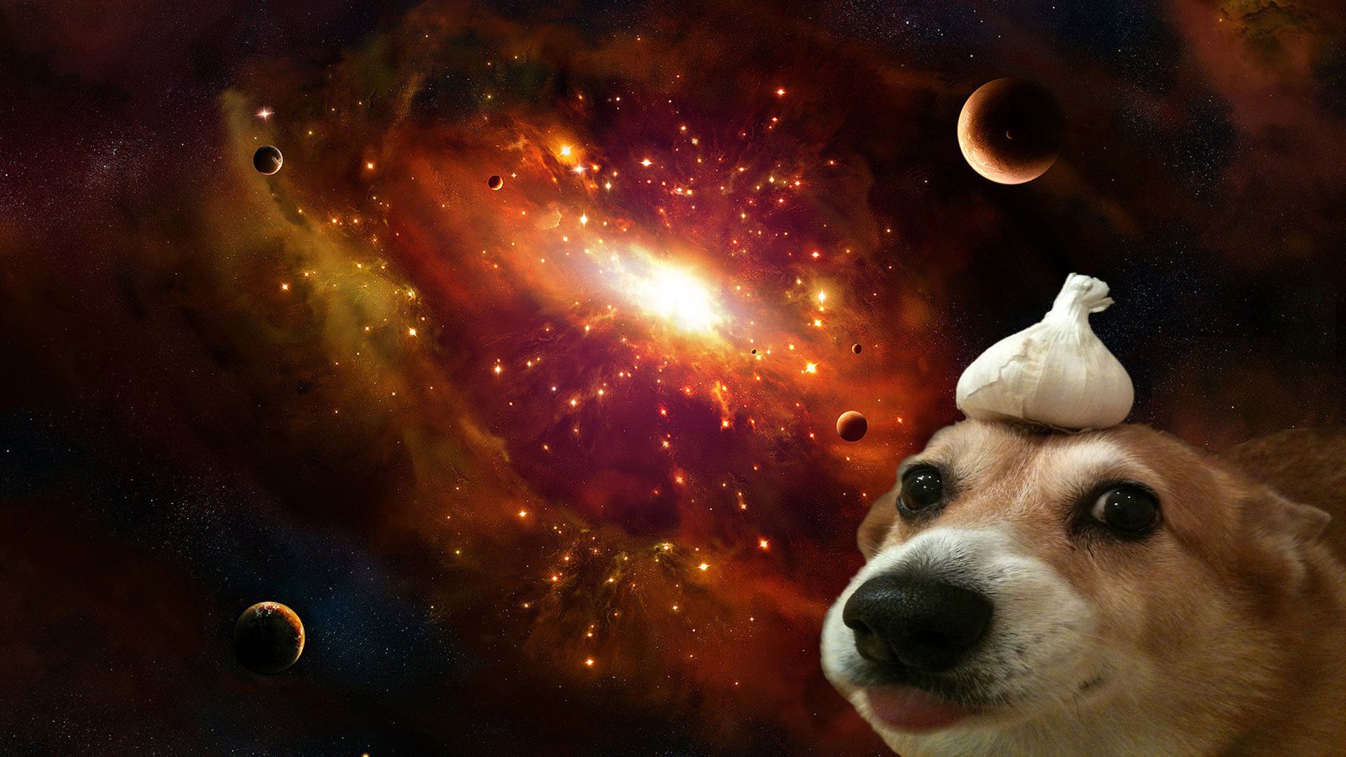 Cute Galaxy Dog Wallpapers