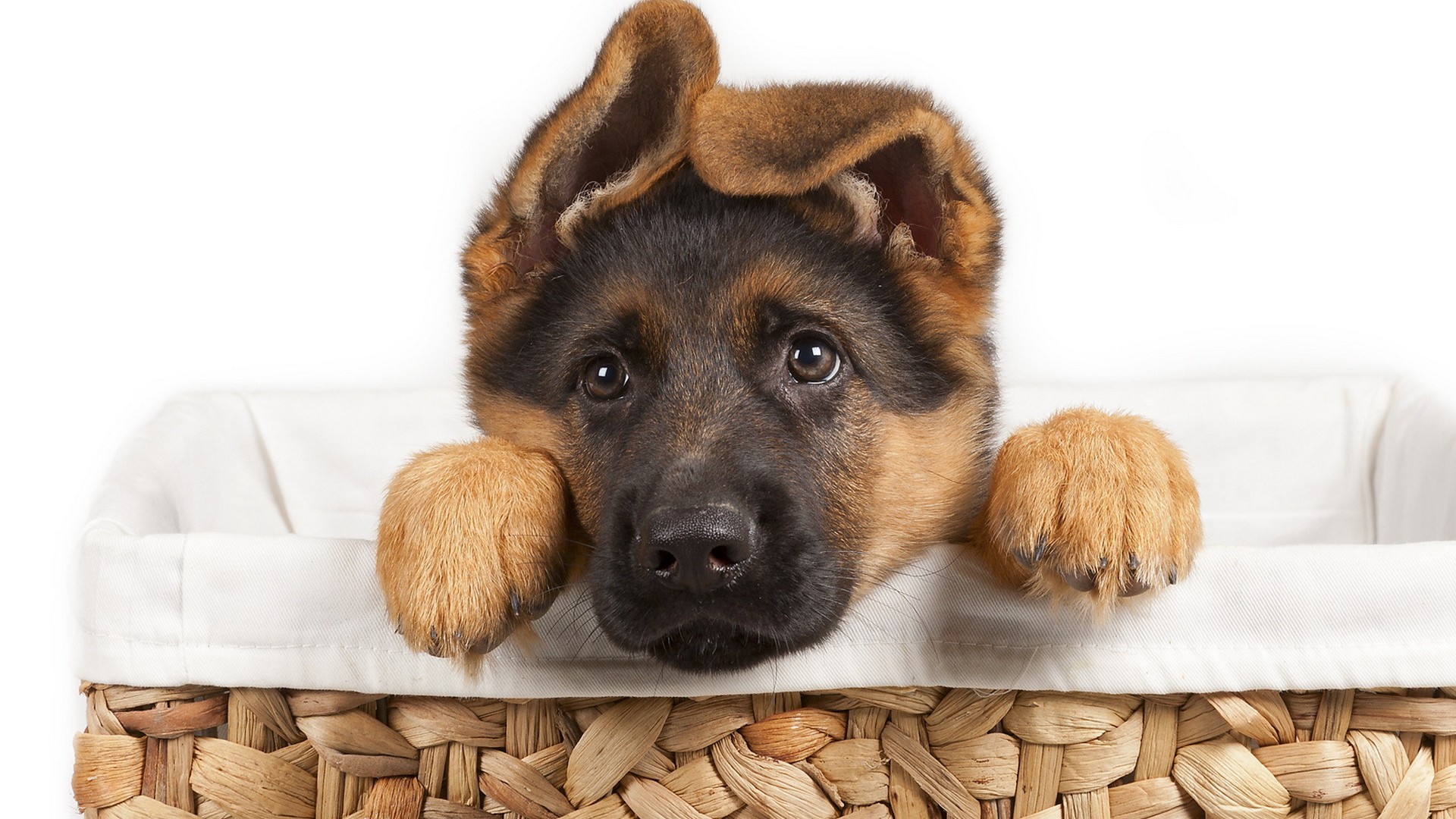 Cute German Shepherd Puppies Wallpapers