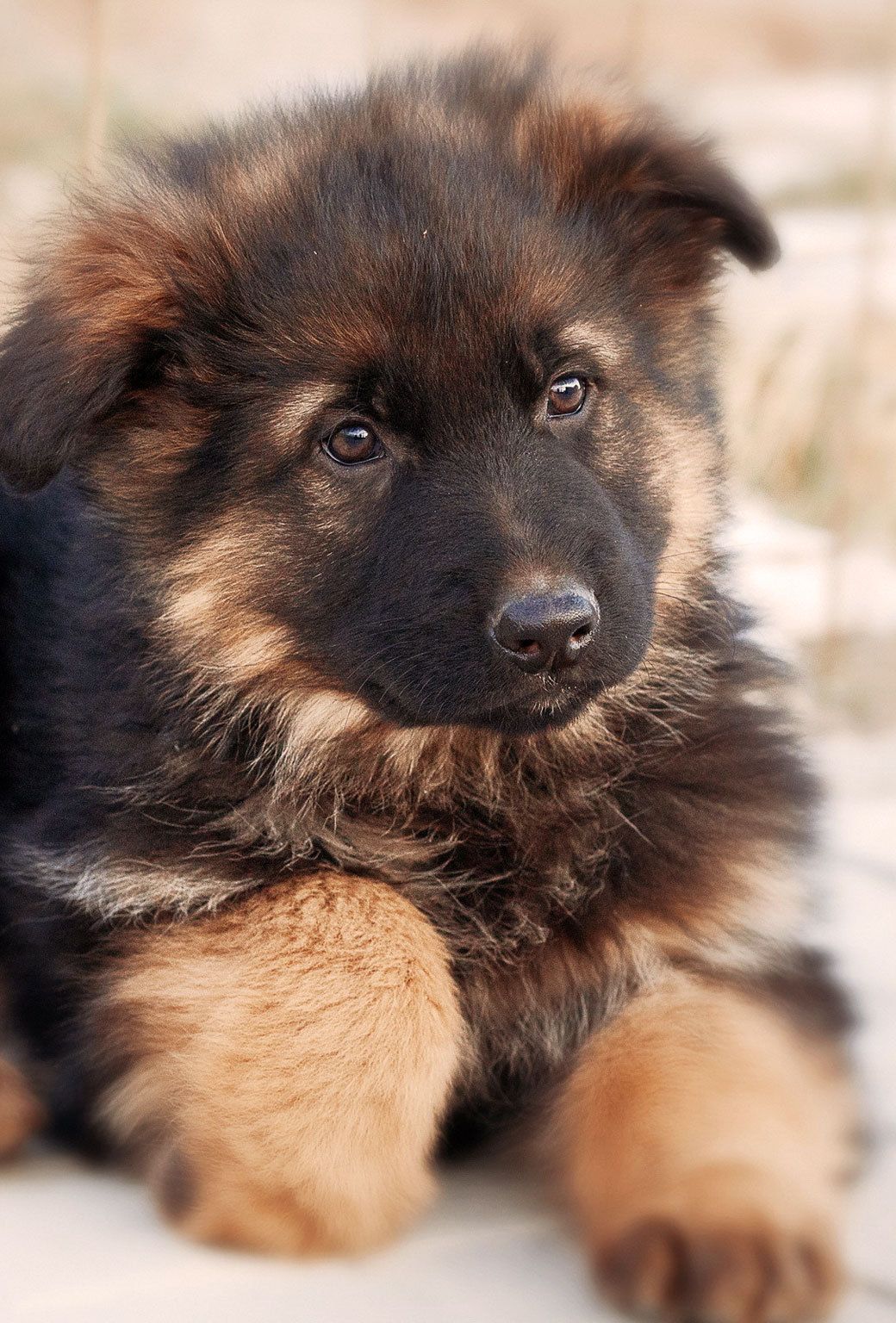 Cute German Shepherd Puppies Wallpapers