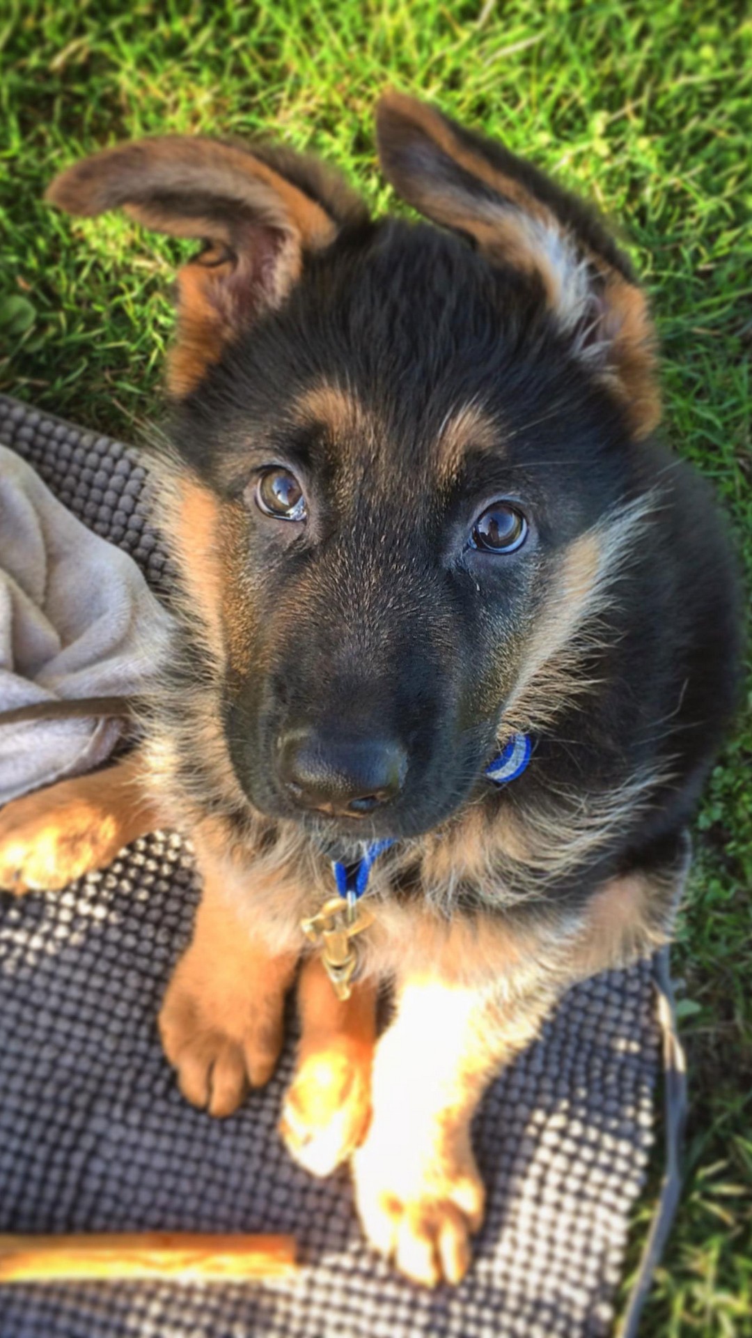 Cute German Shepherd Puppies Wallpapers