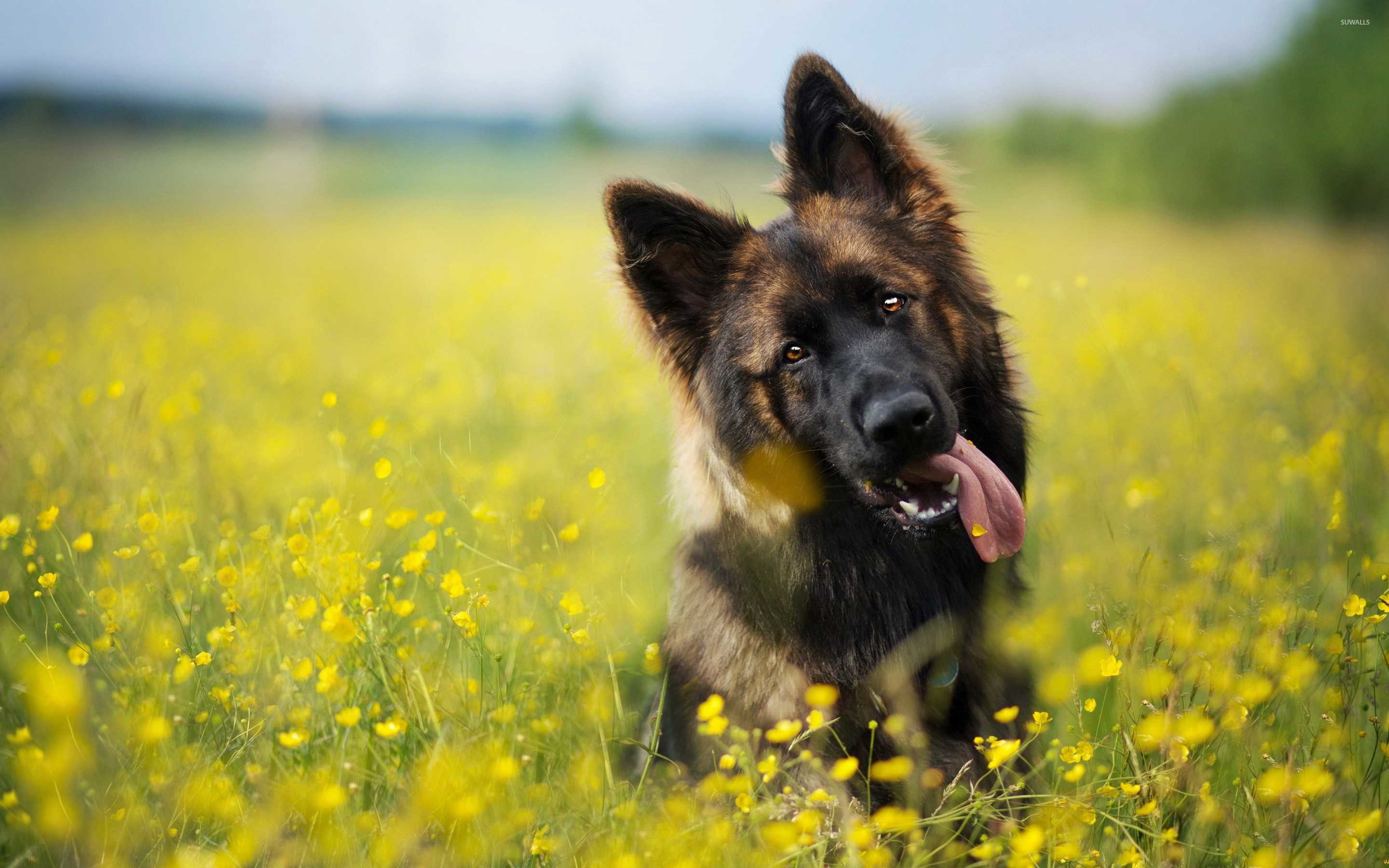 Cute German Shepherd Puppies Wallpapers