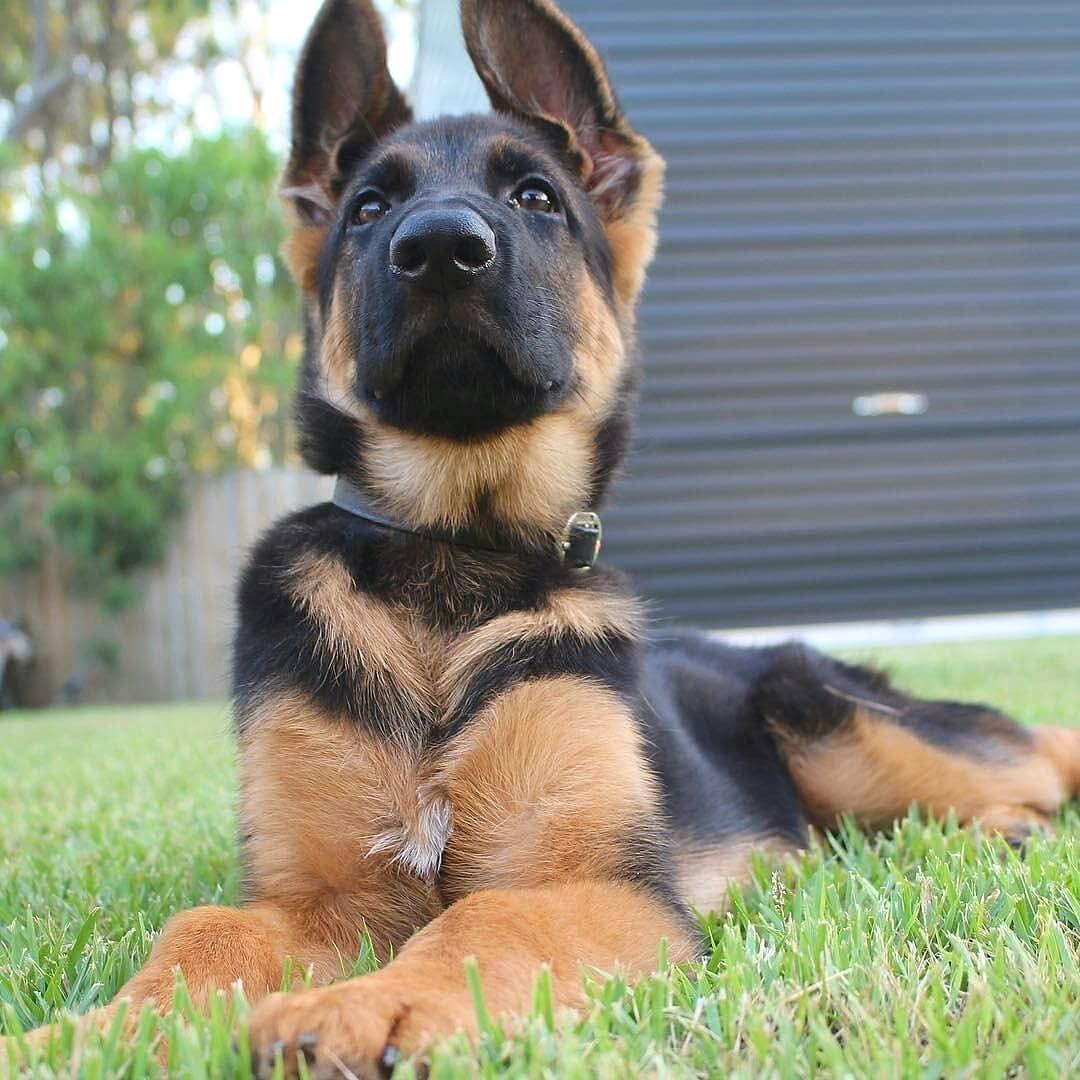 Cute German Shepherd Puppies Wallpapers