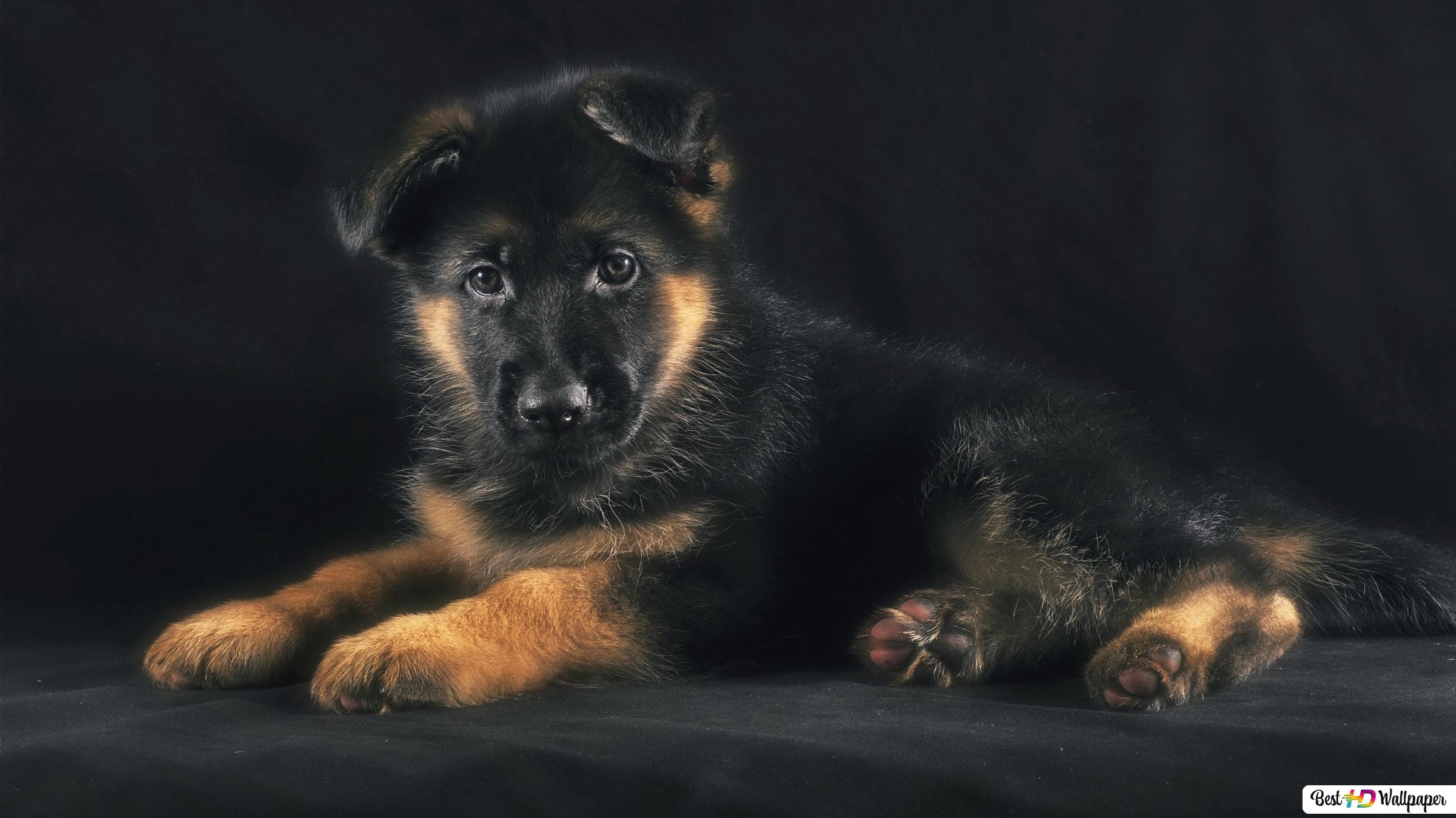 Cute German Shepherd Puppies Wallpapers