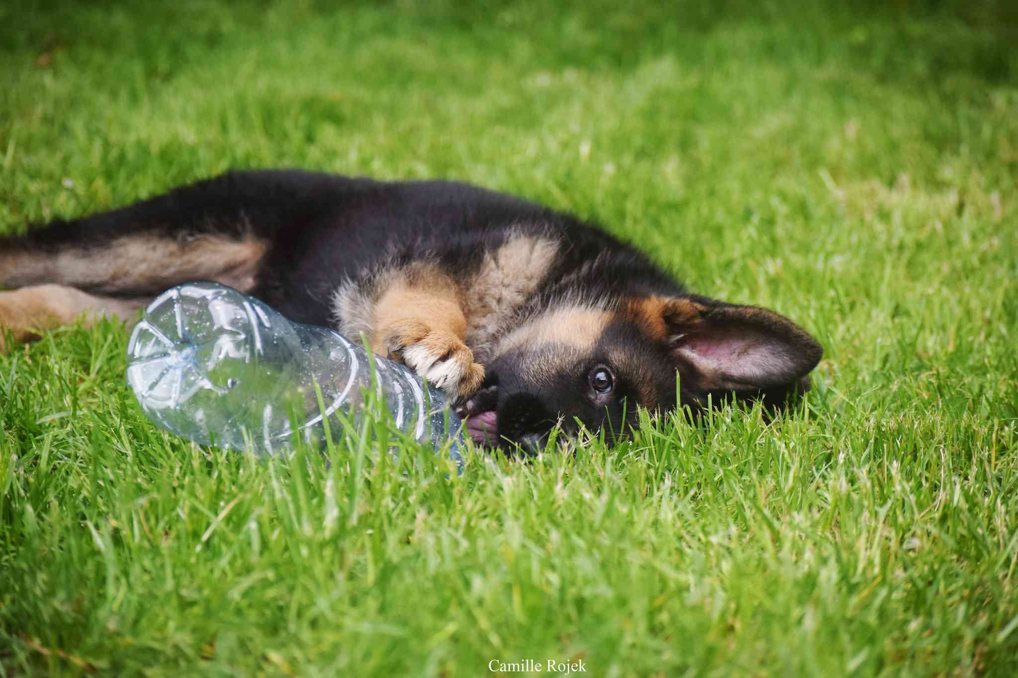 Cute German Shepherd Puppies Wallpapers