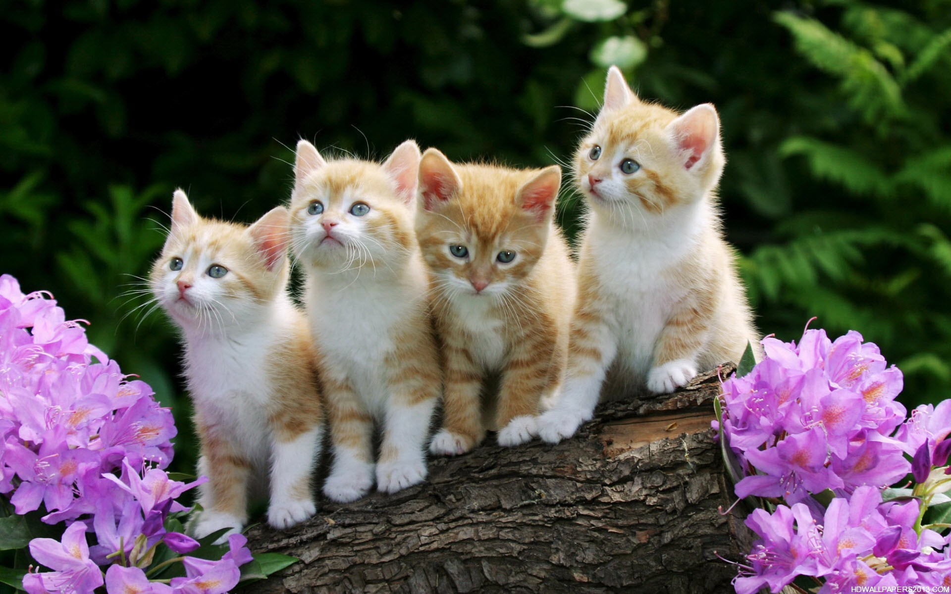 Cute Kittens For Desktop Wallpapers