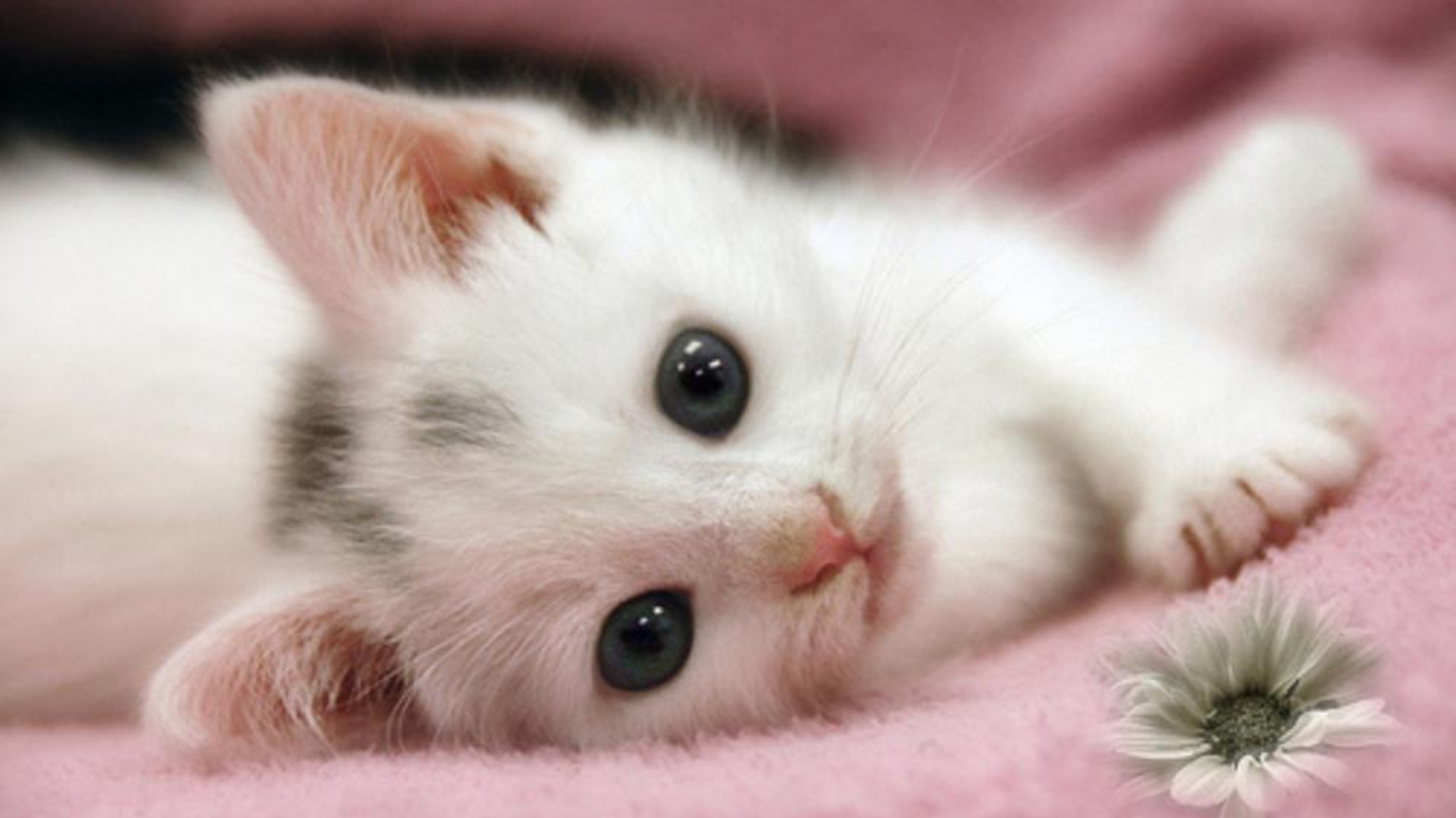 Cute Kittens For Desktop Wallpapers