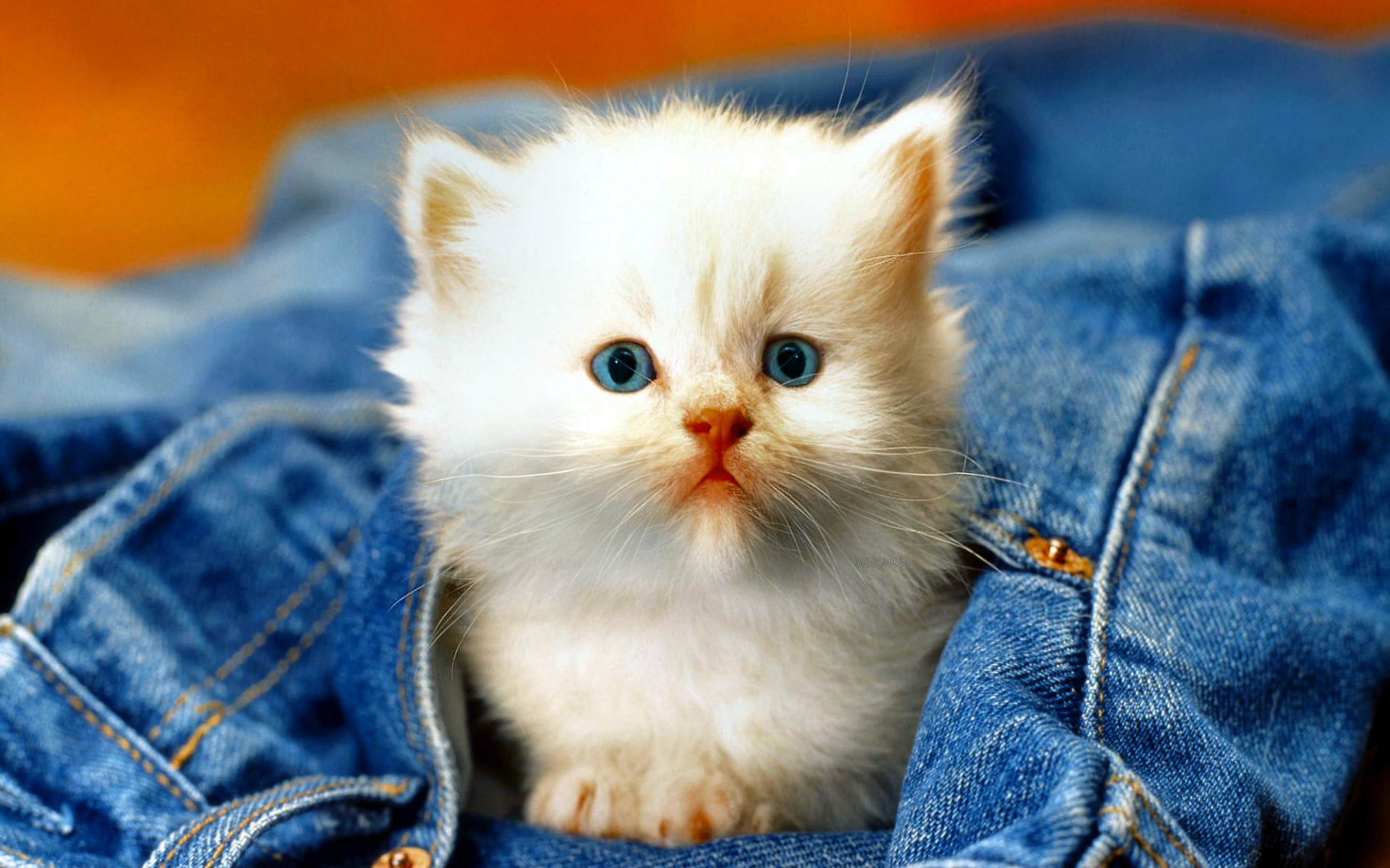 Cute Kittens For Desktop Wallpapers