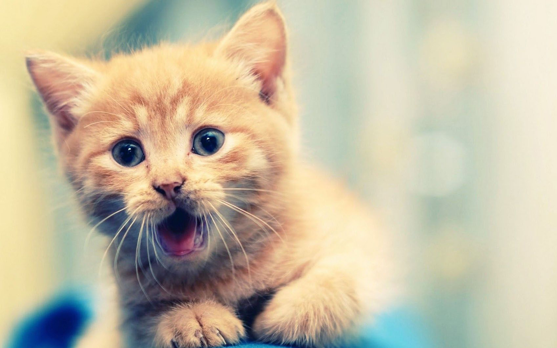 Cute Kittens For Desktop Wallpapers