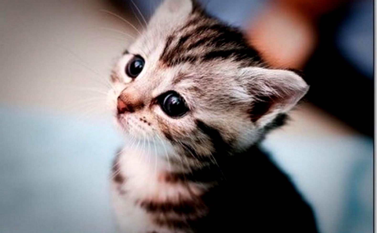 Cute Kittens For Desktop Wallpapers