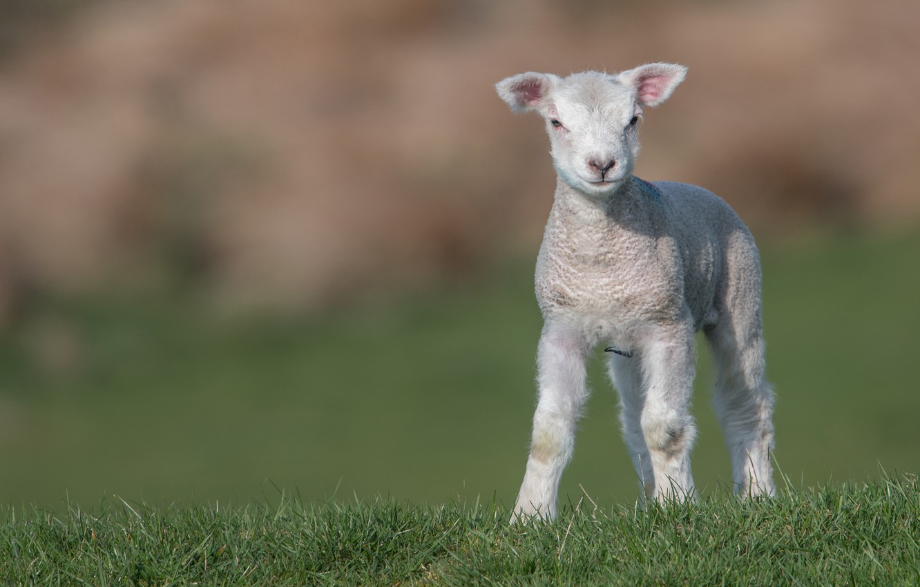 Cute Lamb Wallpapers