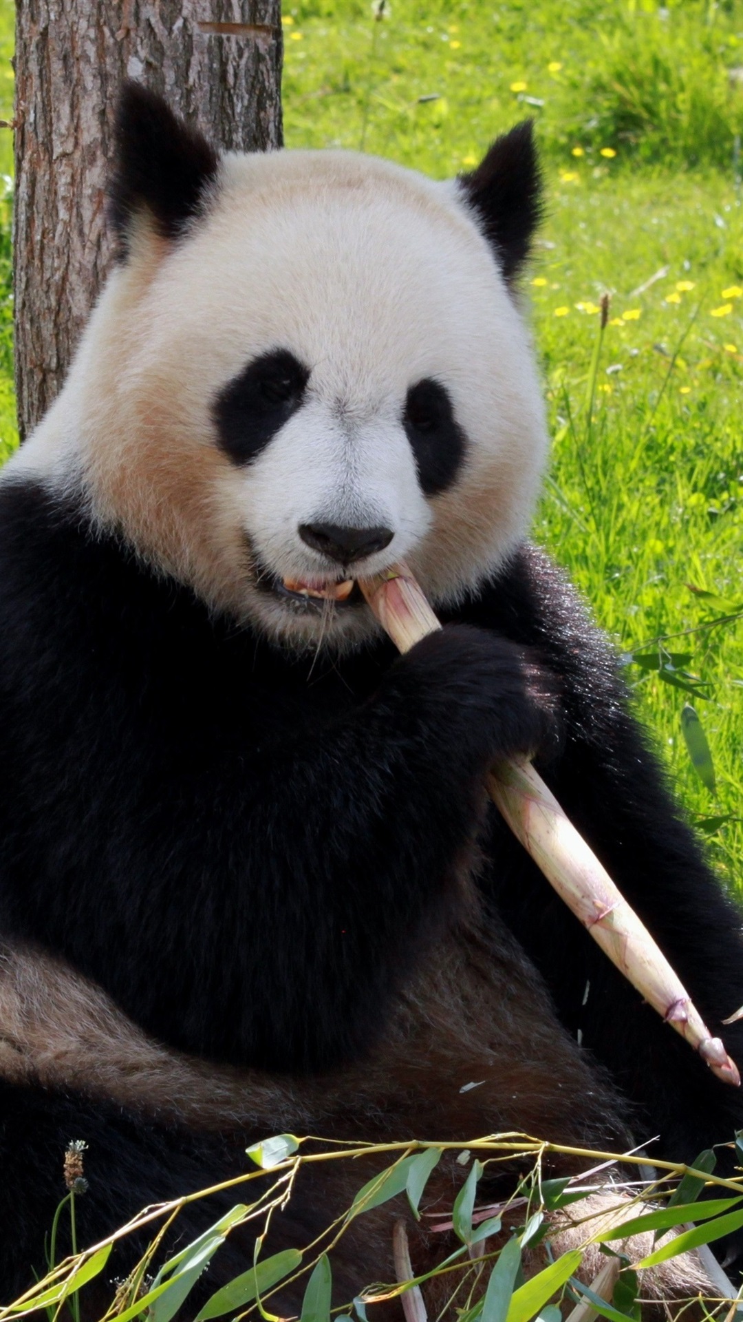 Cute Panda Eating Wallpapers
