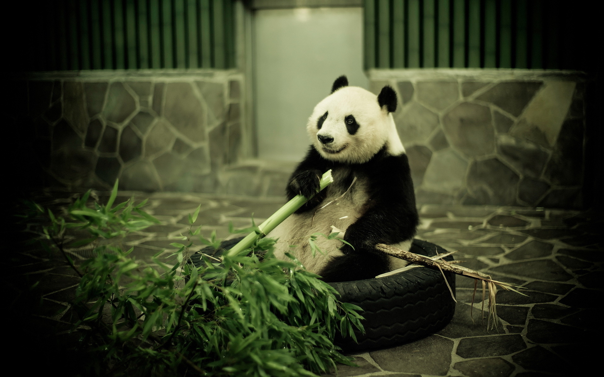 Cute Panda Eating Wallpapers