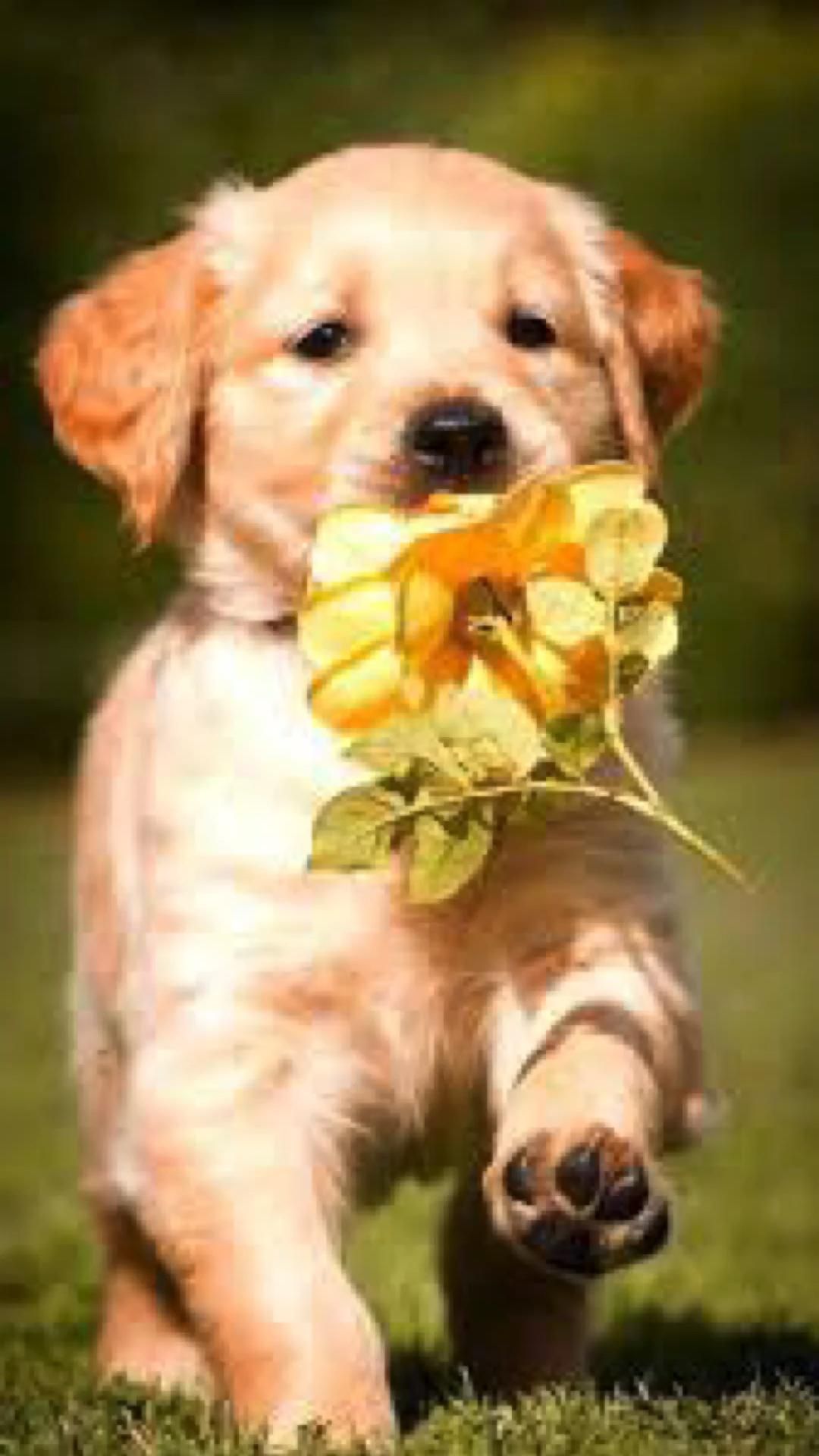 Cute Puppy Pictures Wallpapers