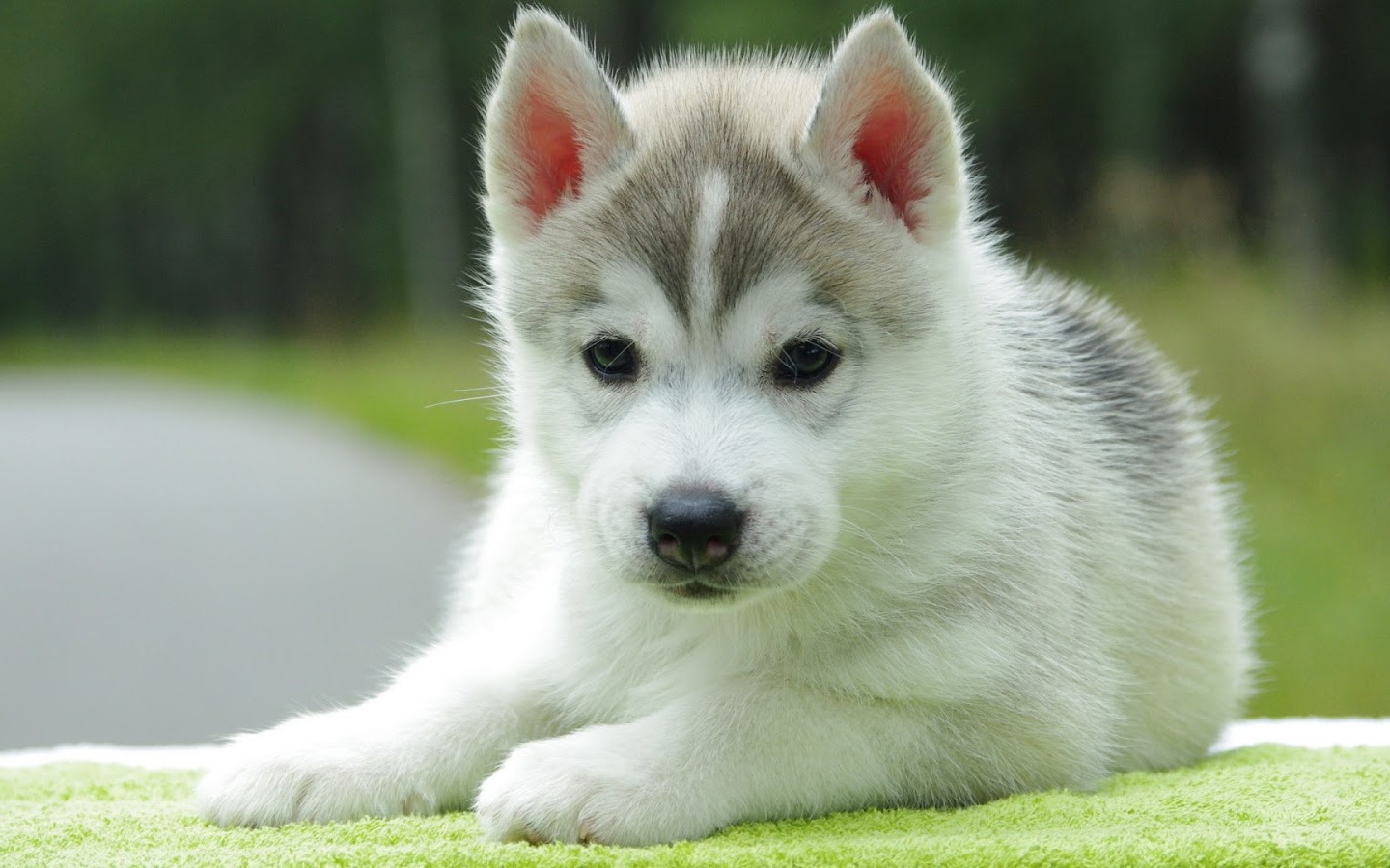 Cute Puppy Pictures Wallpapers