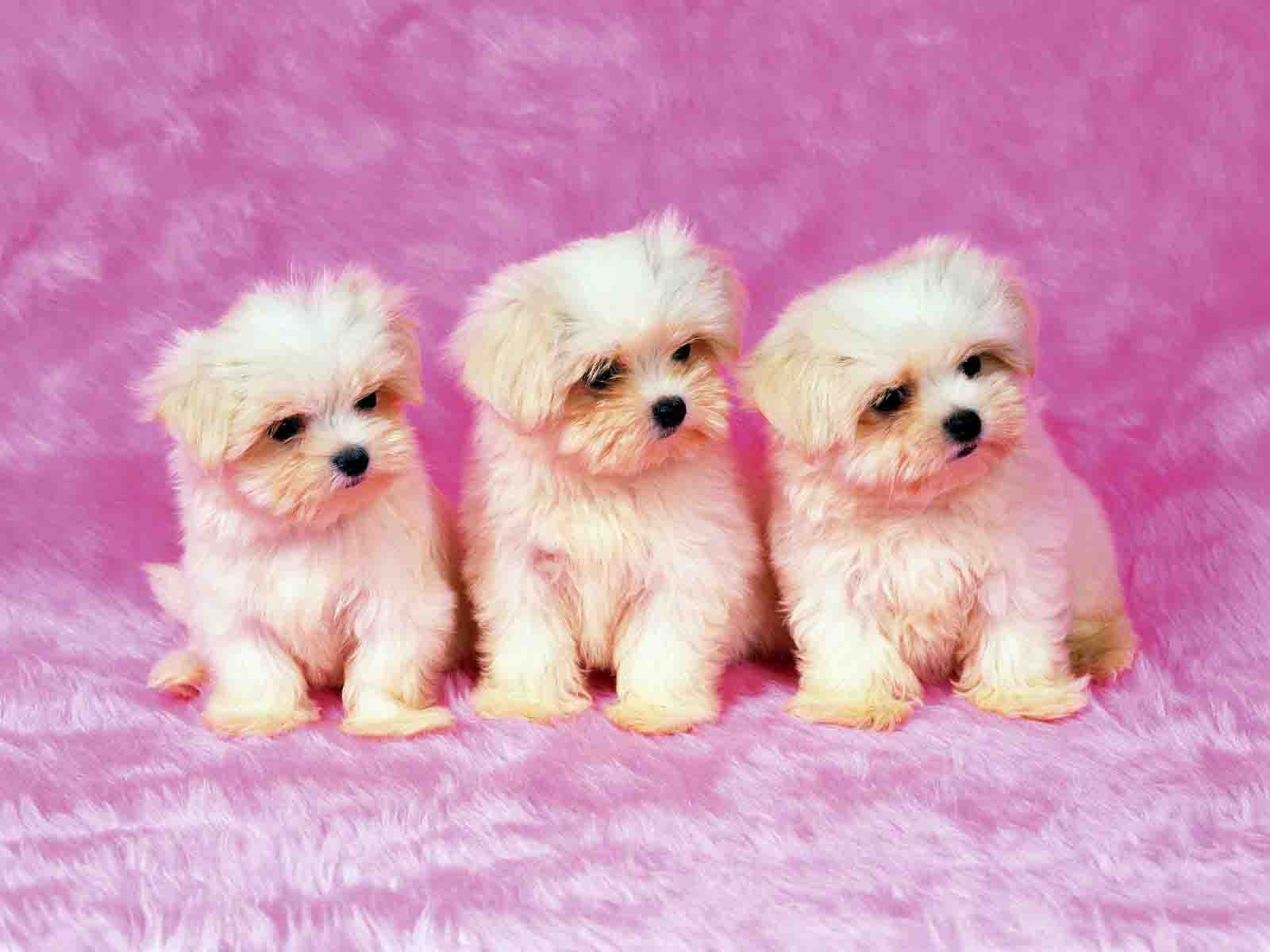 Cute Puppy Pictures Wallpapers