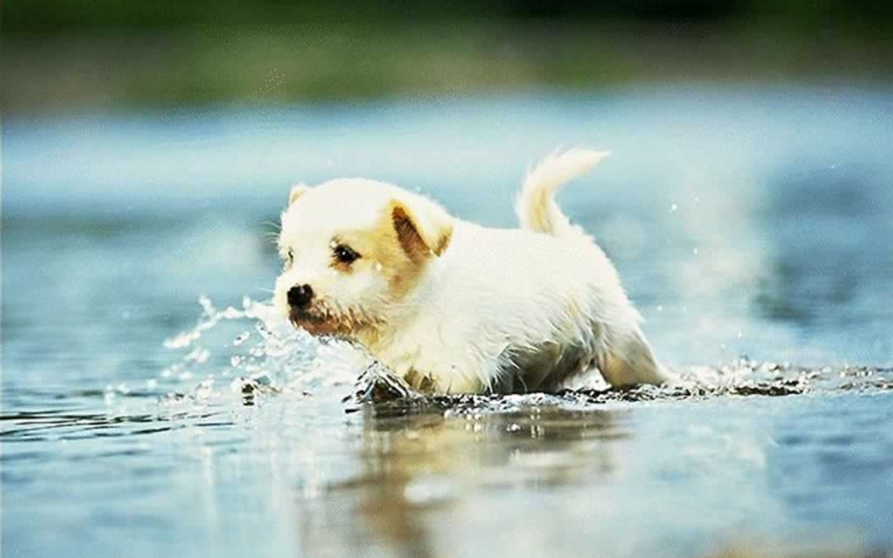 Cute Puppy Pictures Wallpapers