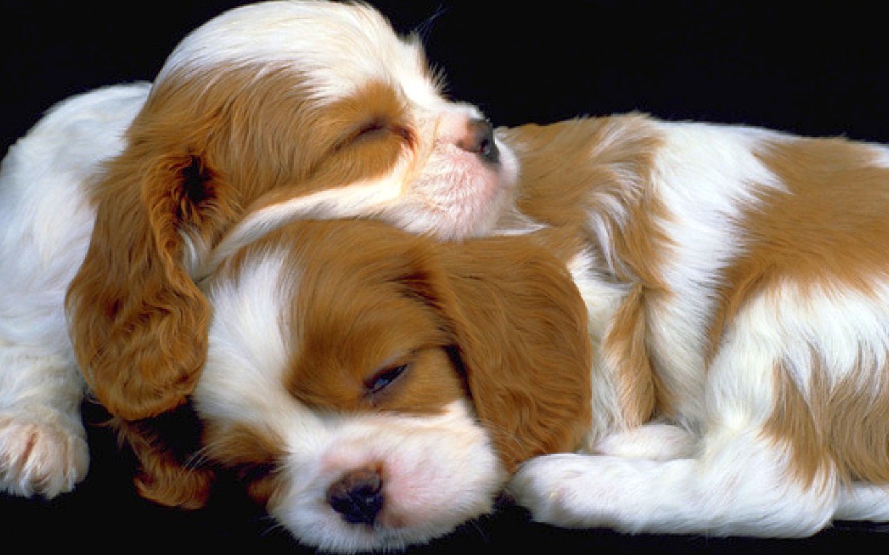 Cute Puppy Pictures Wallpapers