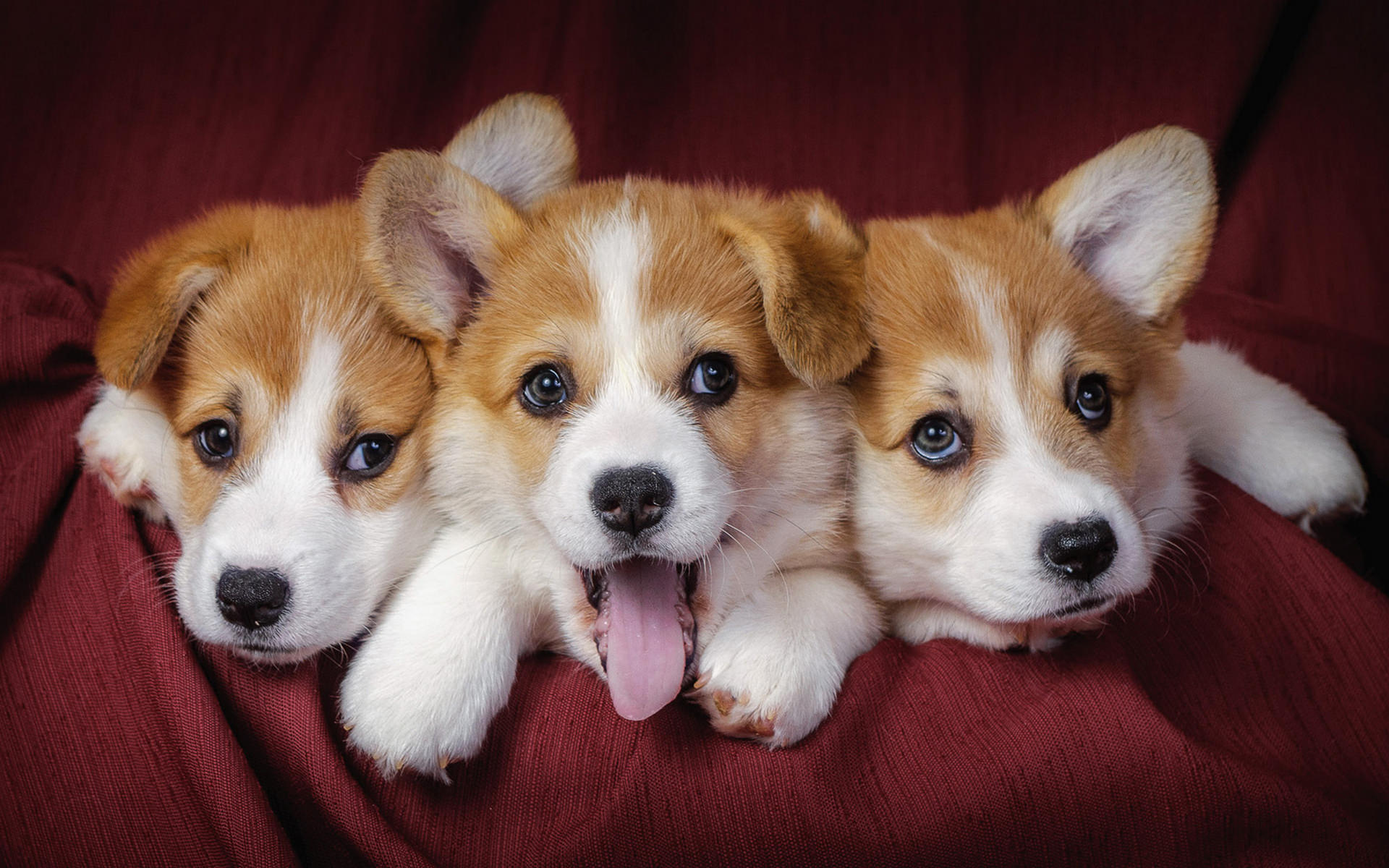 Cute Puppy Pictures Wallpapers