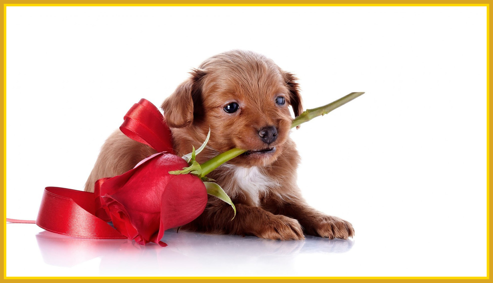 Cute Puppy Valentines Day Wallpapers