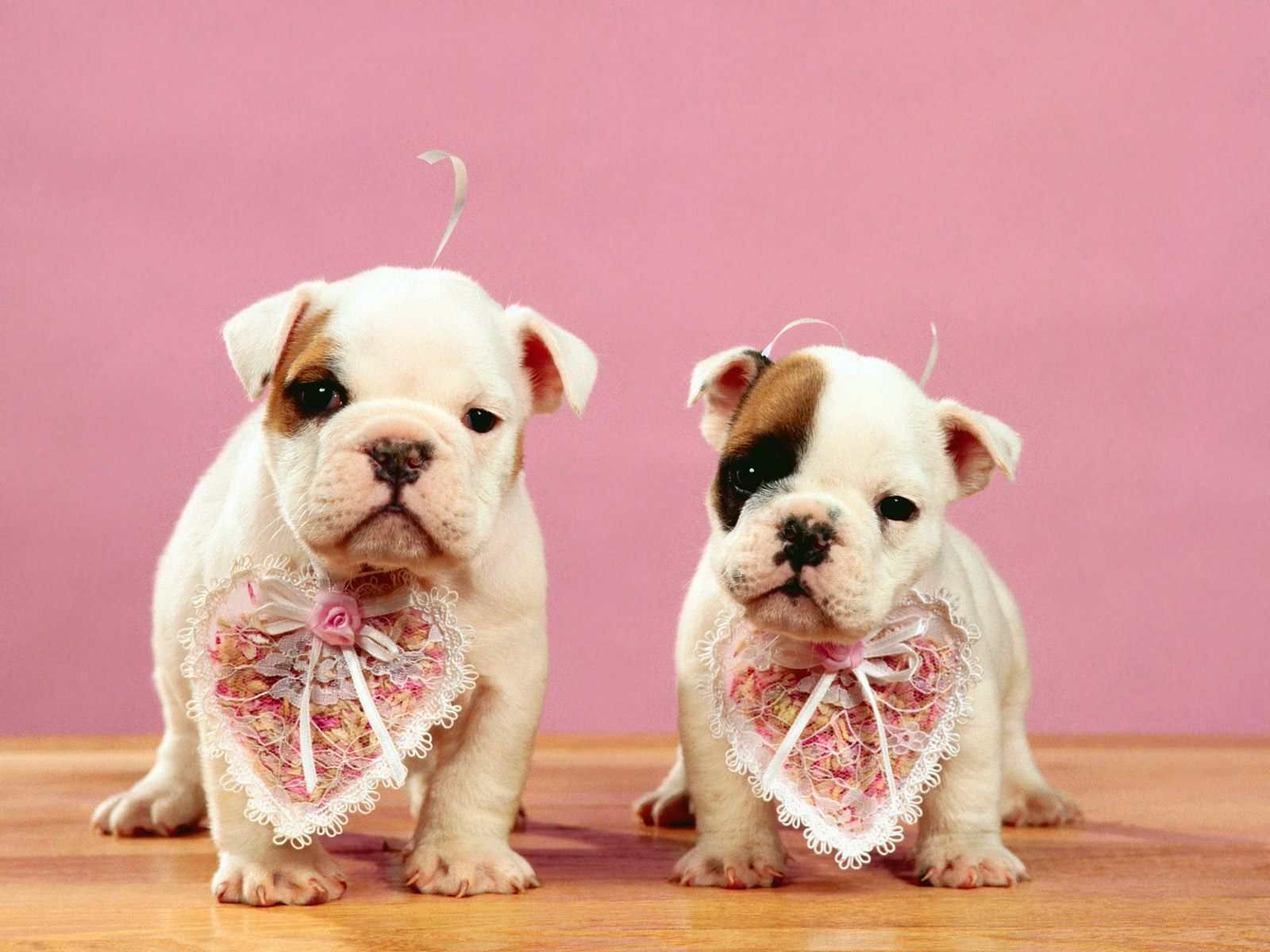 Cute Puppy Valentines Day Wallpapers