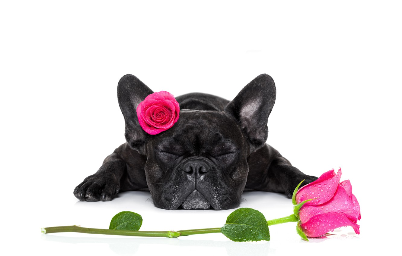 Cute Puppy Valentines Day Wallpapers