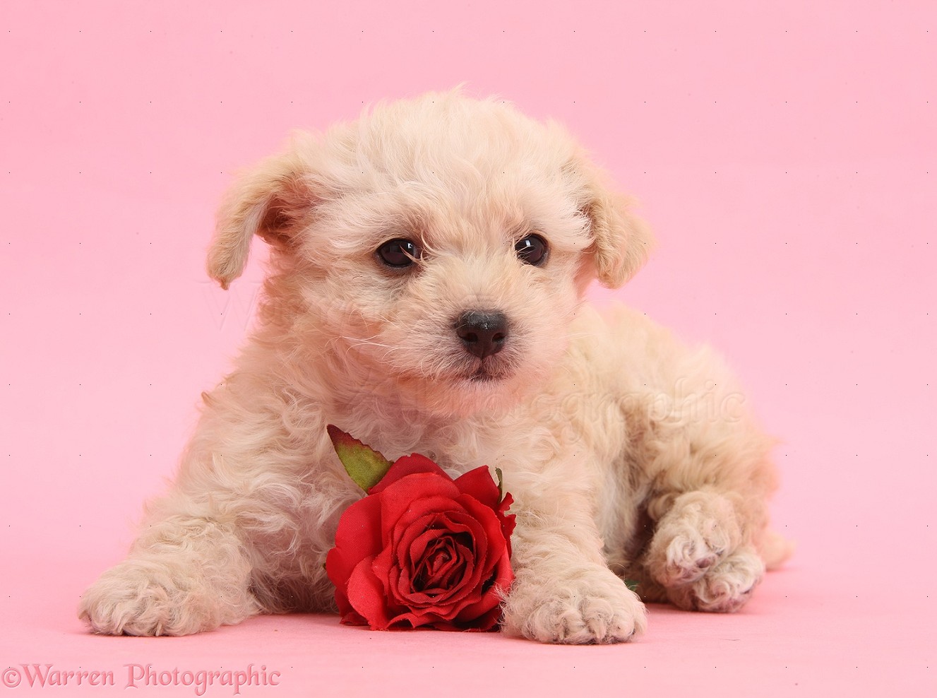 Cute Puppy Valentines Day Wallpapers