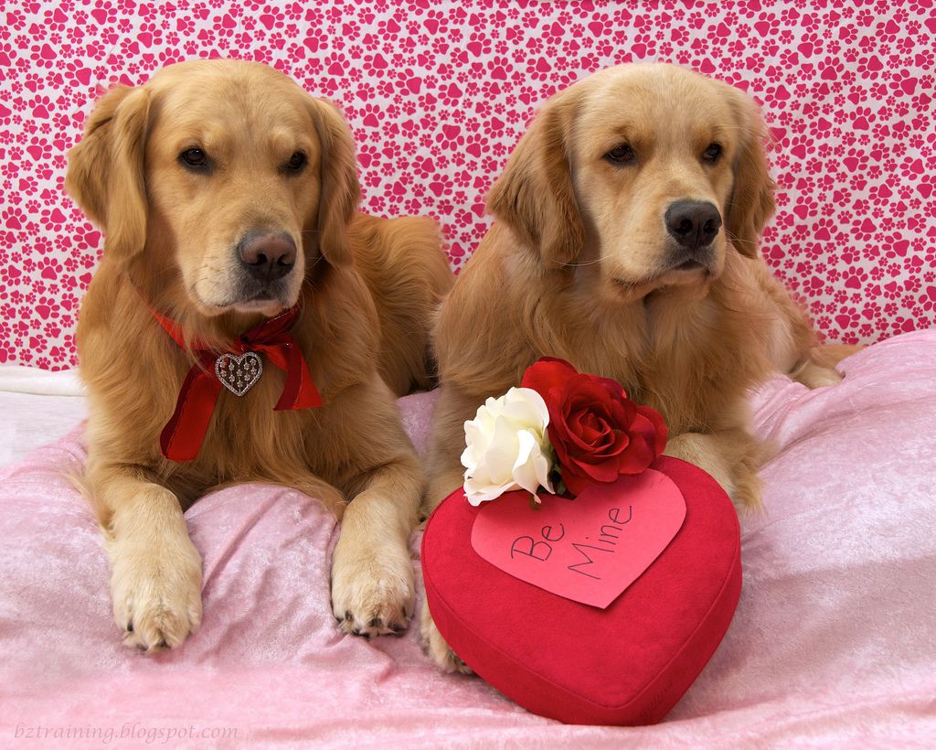 Cute Puppy Valentines Day Wallpapers