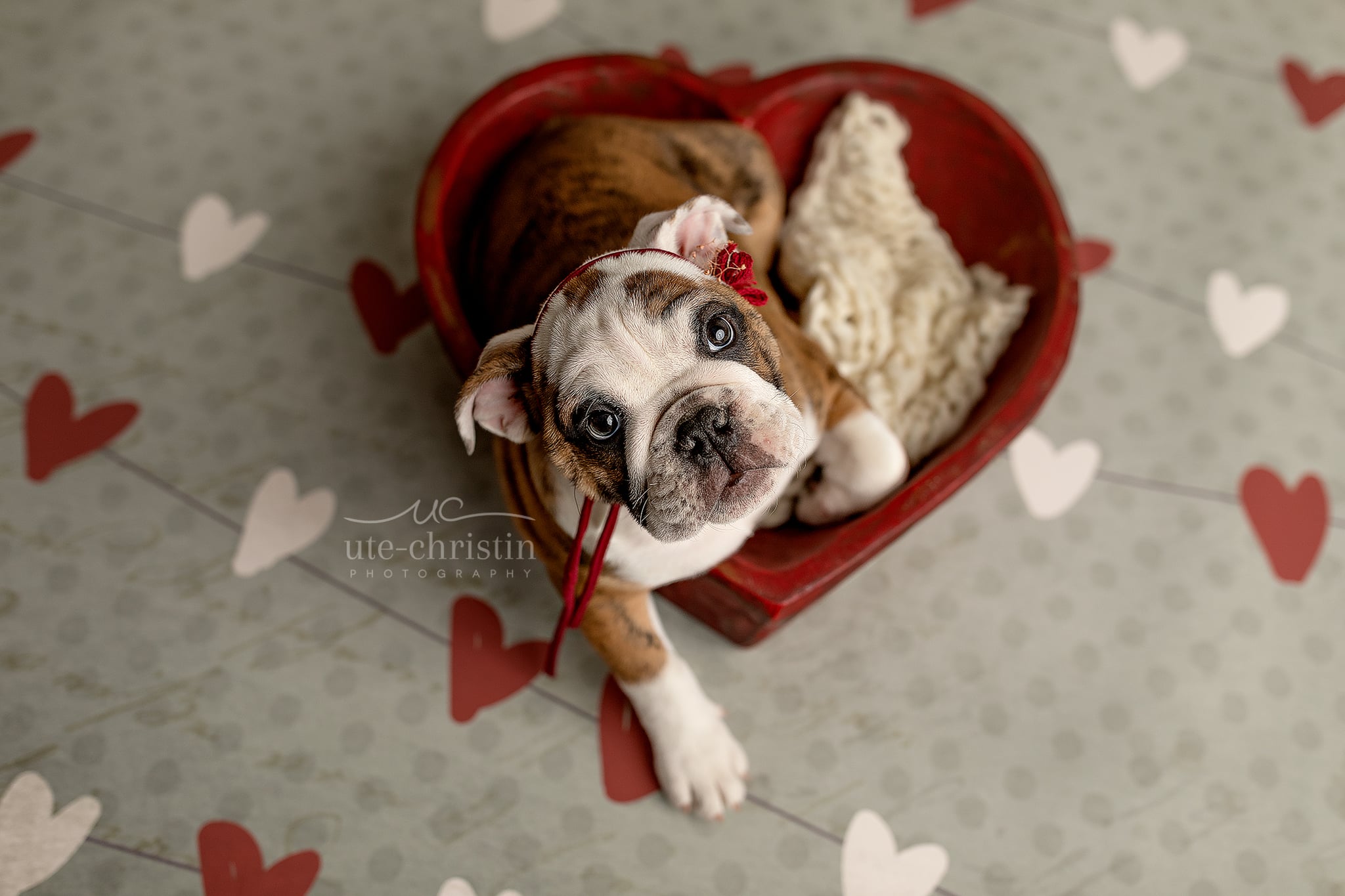 Cute Puppy Valentines Day Wallpapers