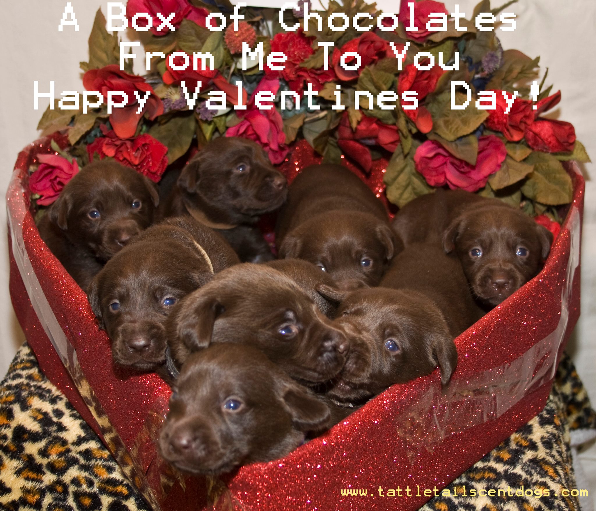 Cute Puppy Valentines Day Wallpapers