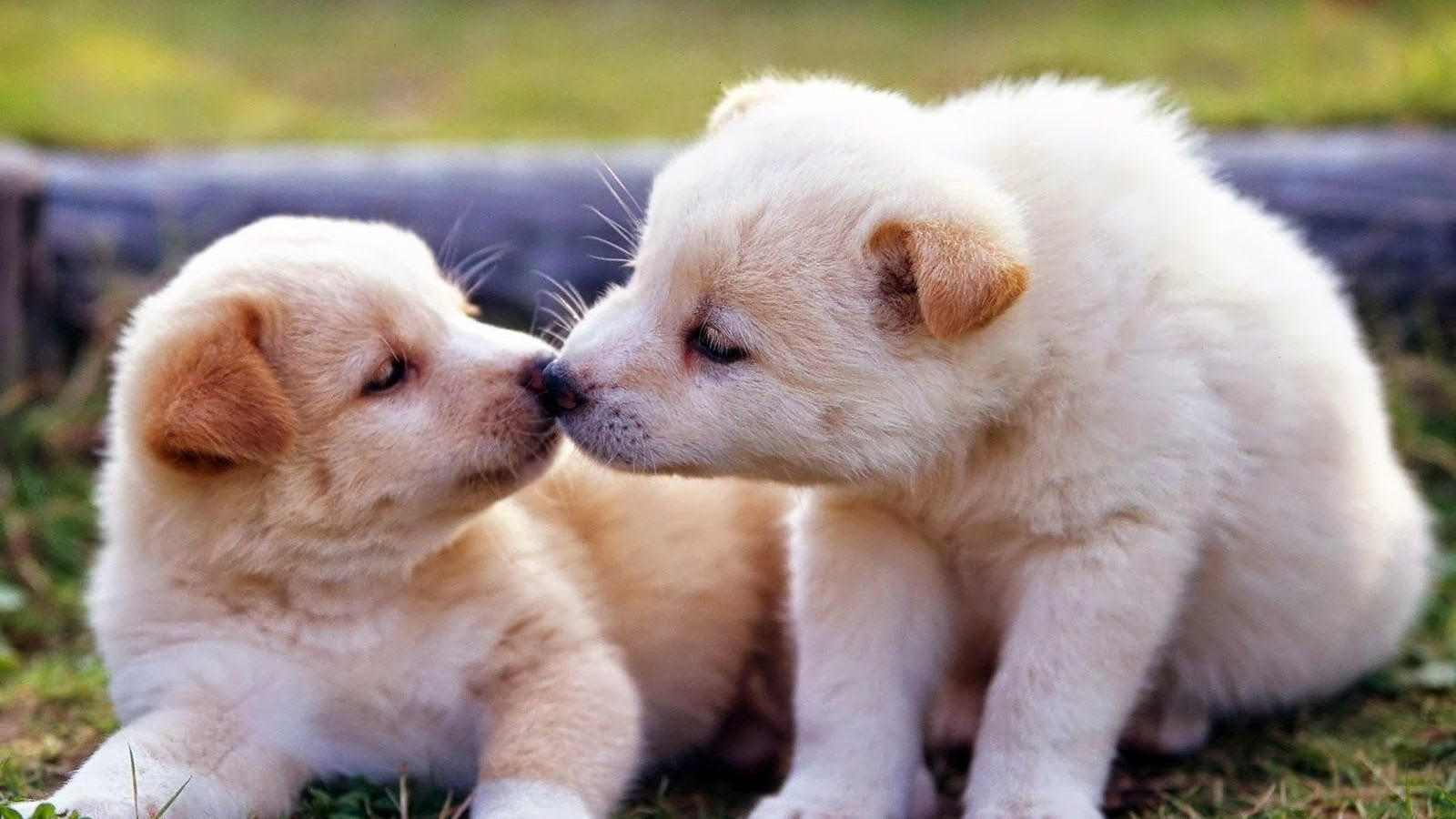 Cute Puppy Valentines Day Wallpapers