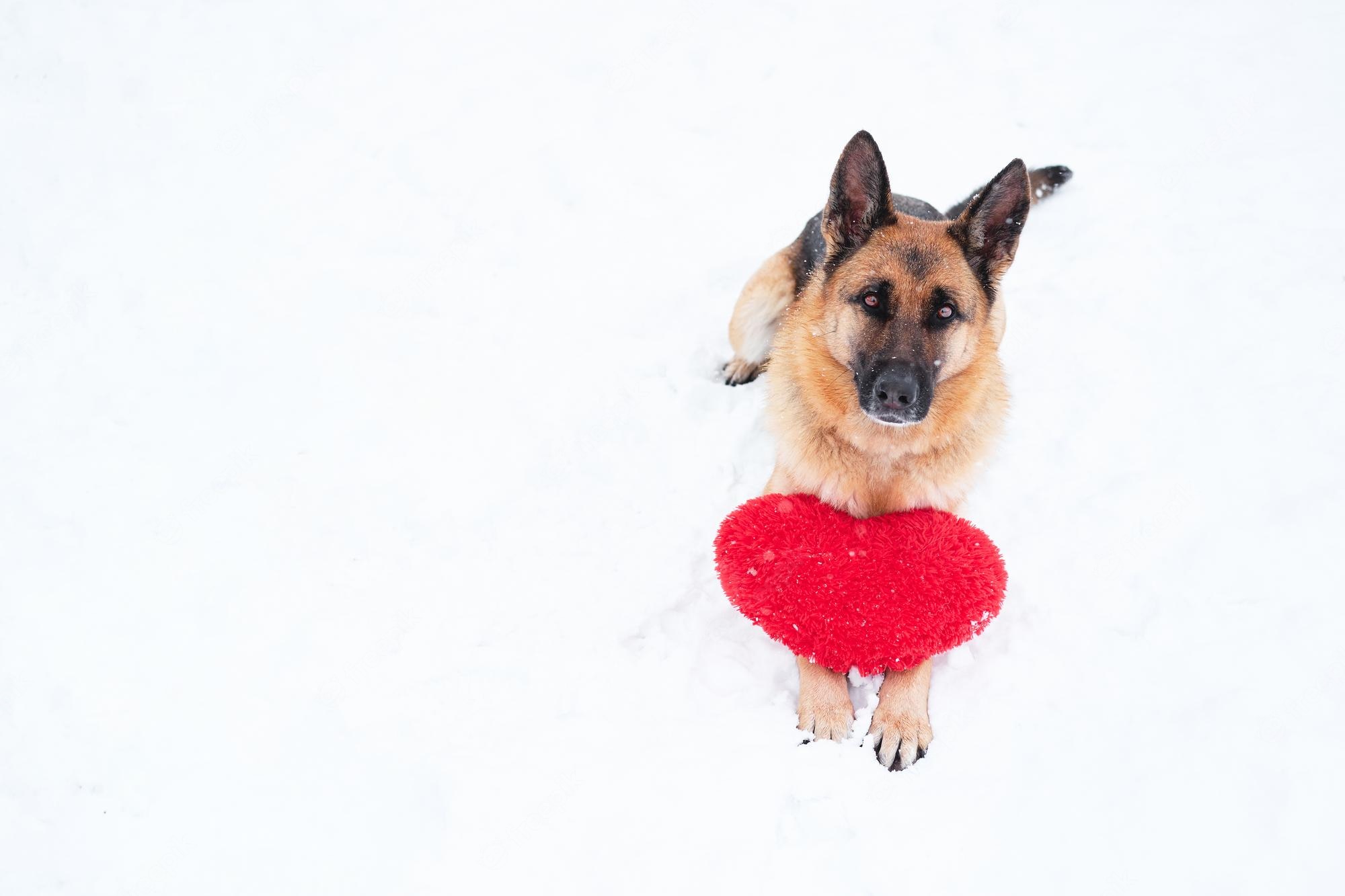 Cute Puppy Valentines Day Wallpapers